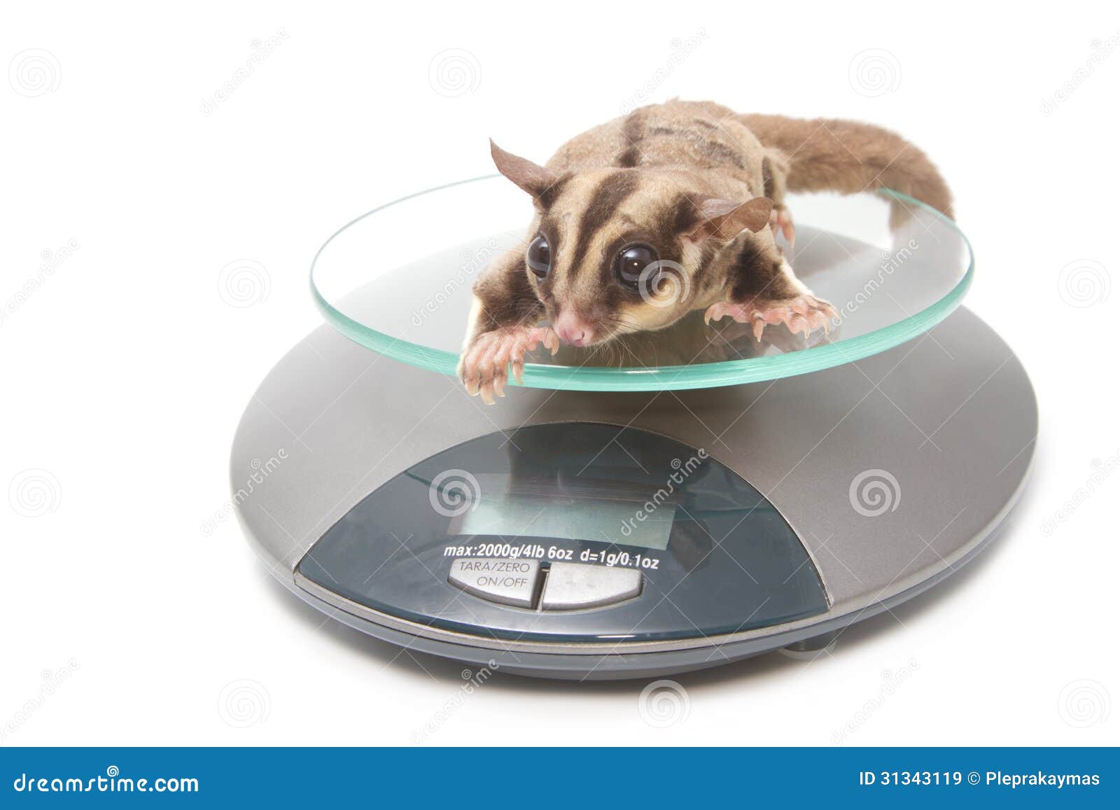 Animals Sugar Glider