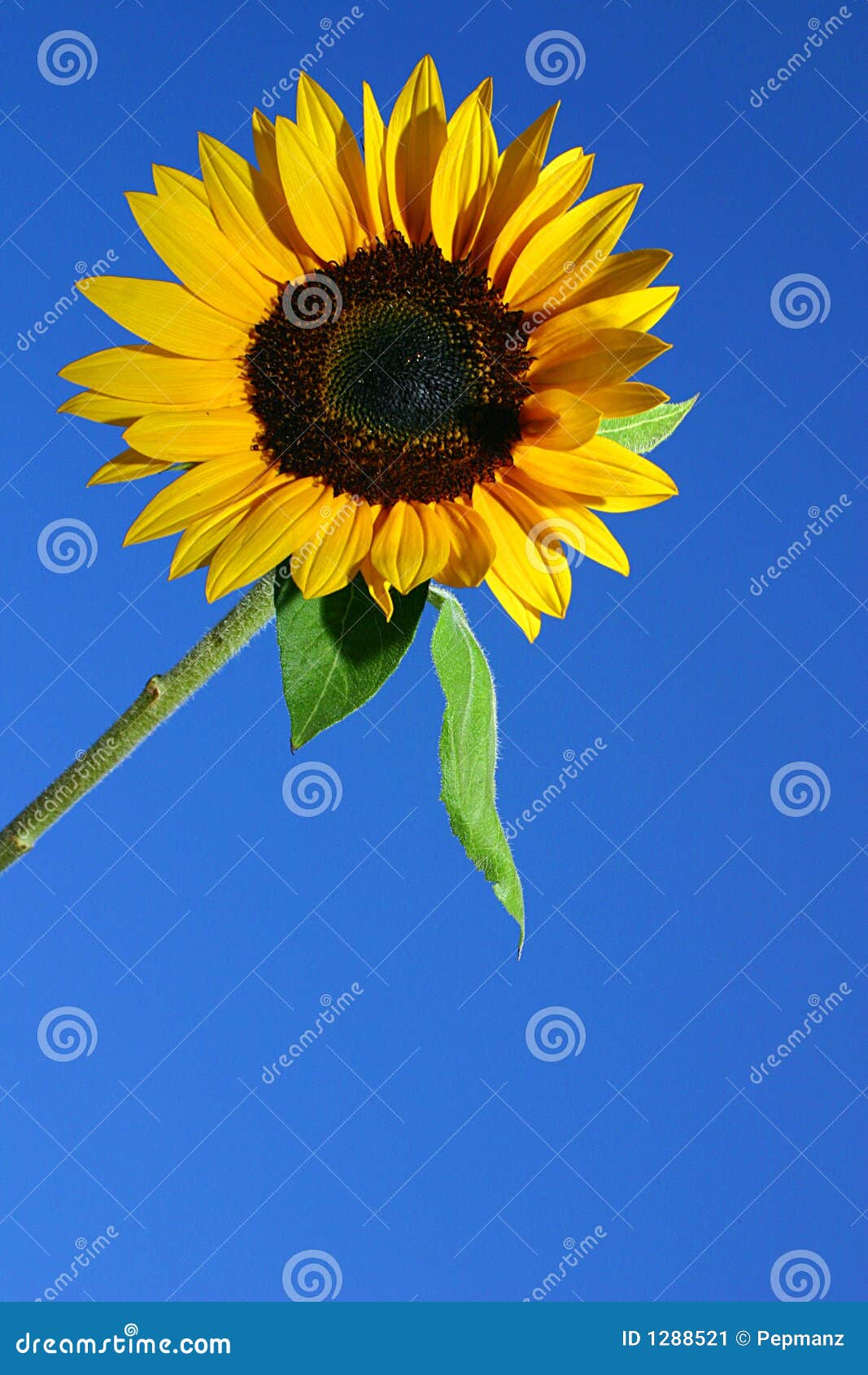 SUNFLOWER AND BLUE SKY Stock Image - Image: 1288521
