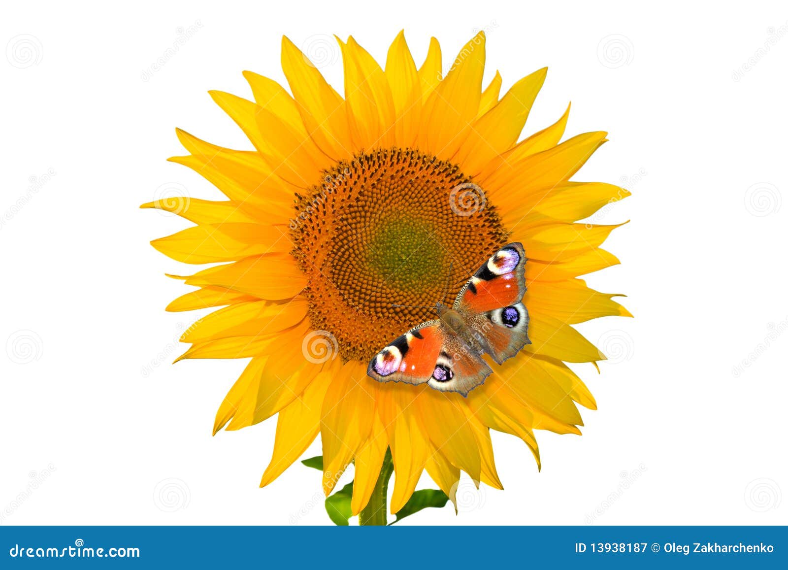 Sunflower With Butterfly Royalty Free Stock Photography - Image: 13938187