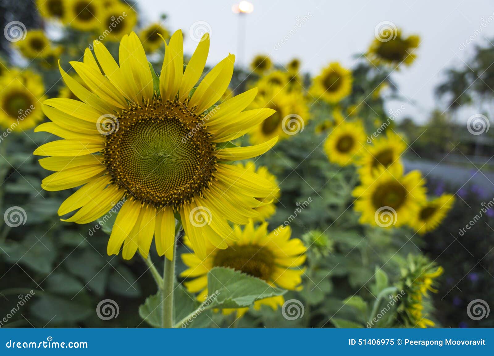 Start a Sunflower Farm