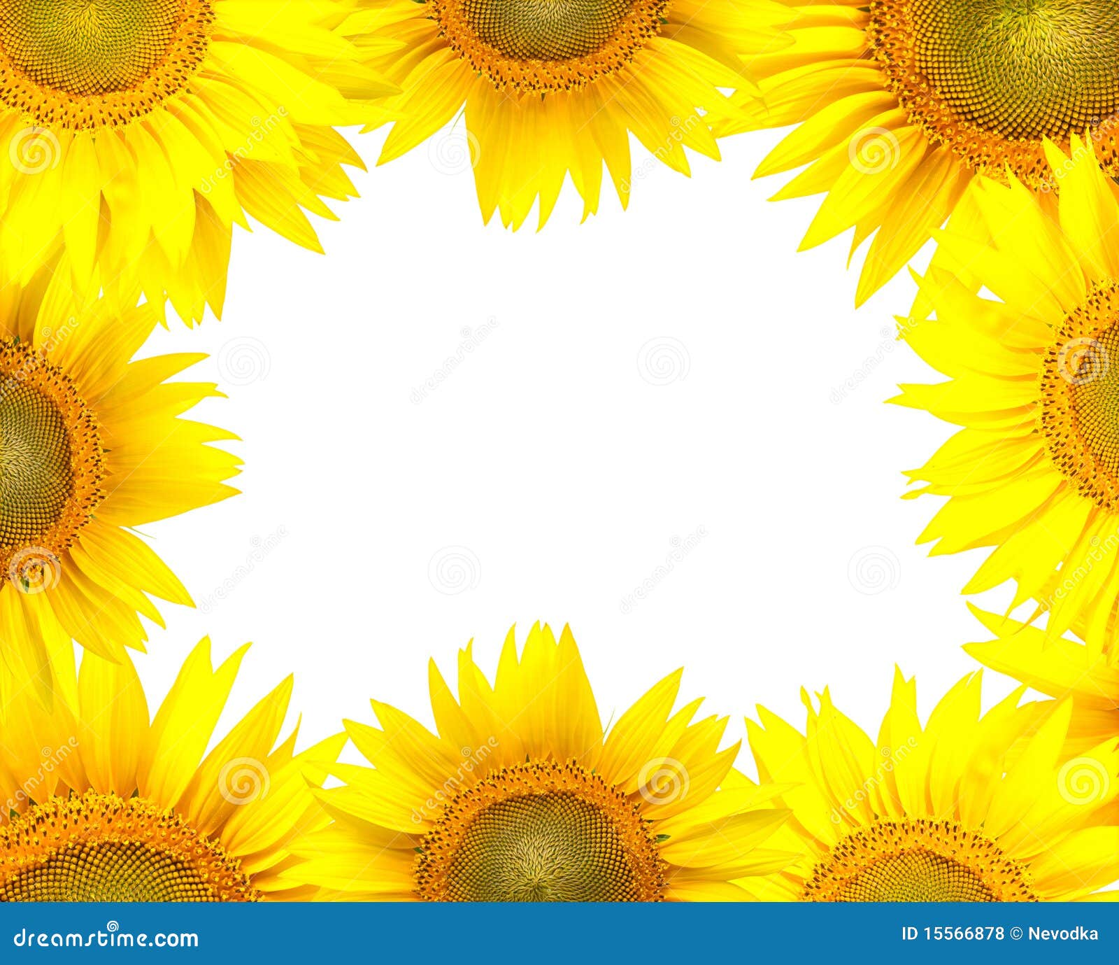 Sunflower Frame Royalty Free Stock Photos Image 15566878