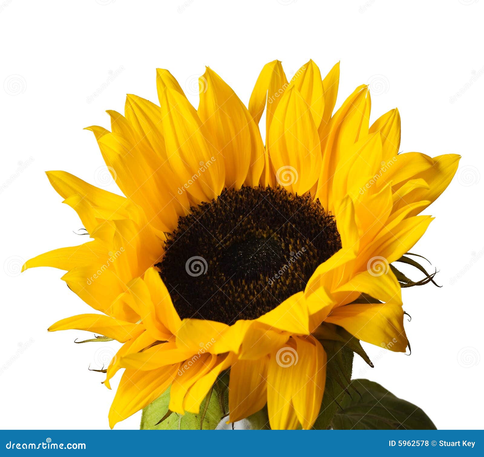 Sunflower Head Royalty Free Stock Photos - Image: 5962578