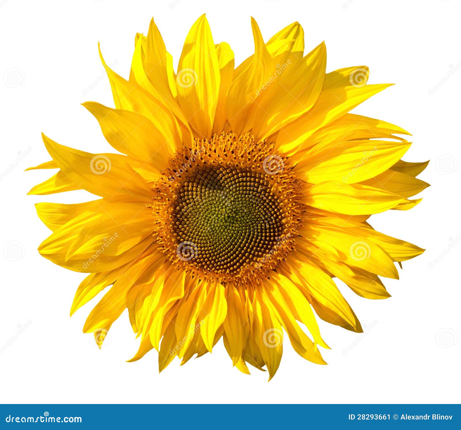 Sunflower Isolated On White Background Stock Image - Image: 28293661