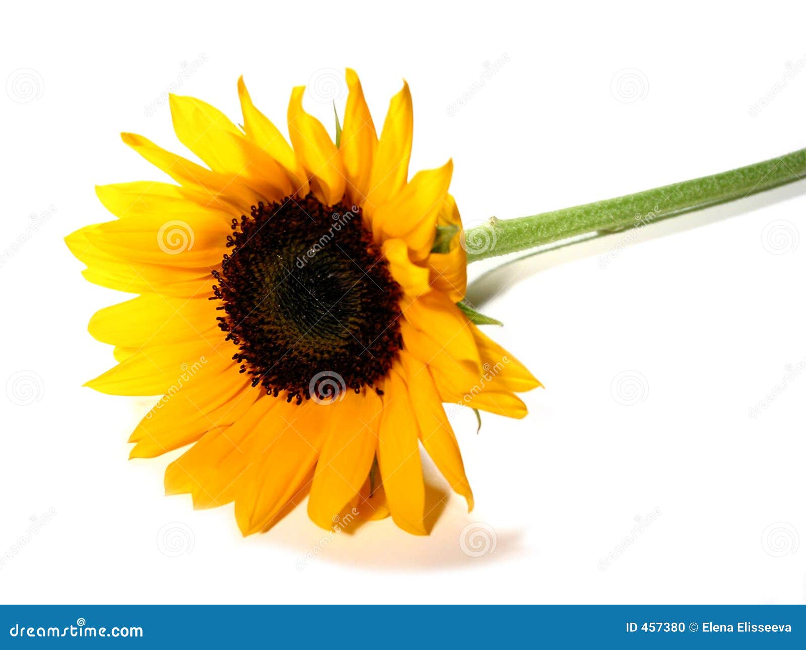 Sunflower White Background Stock Photo - Image: 457380