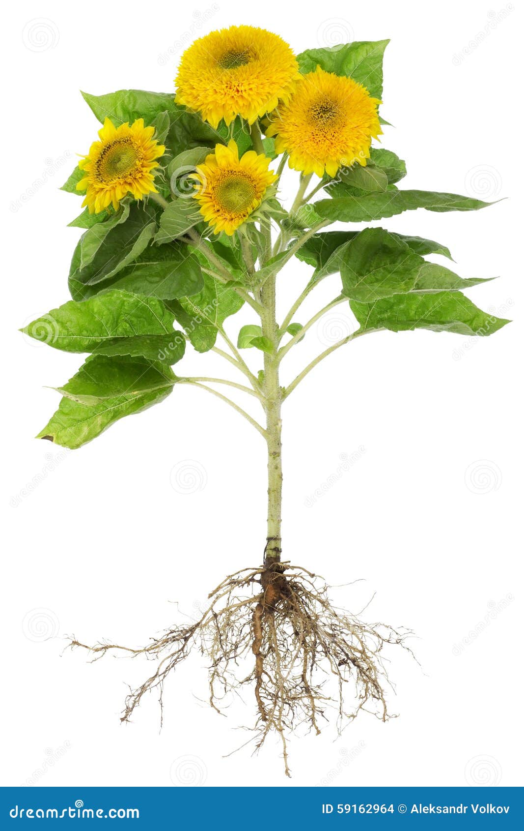 flower with roots clipart - photo #46