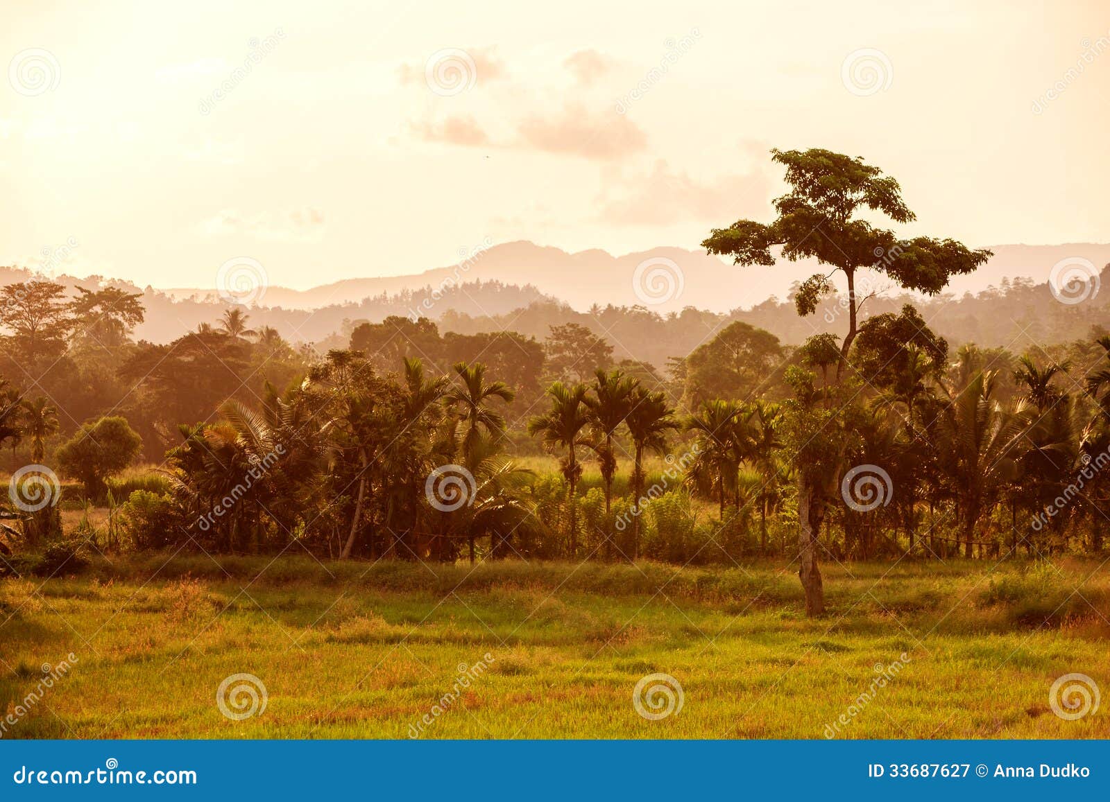 Sunset landscape with green field and palm in Sri Lanka.