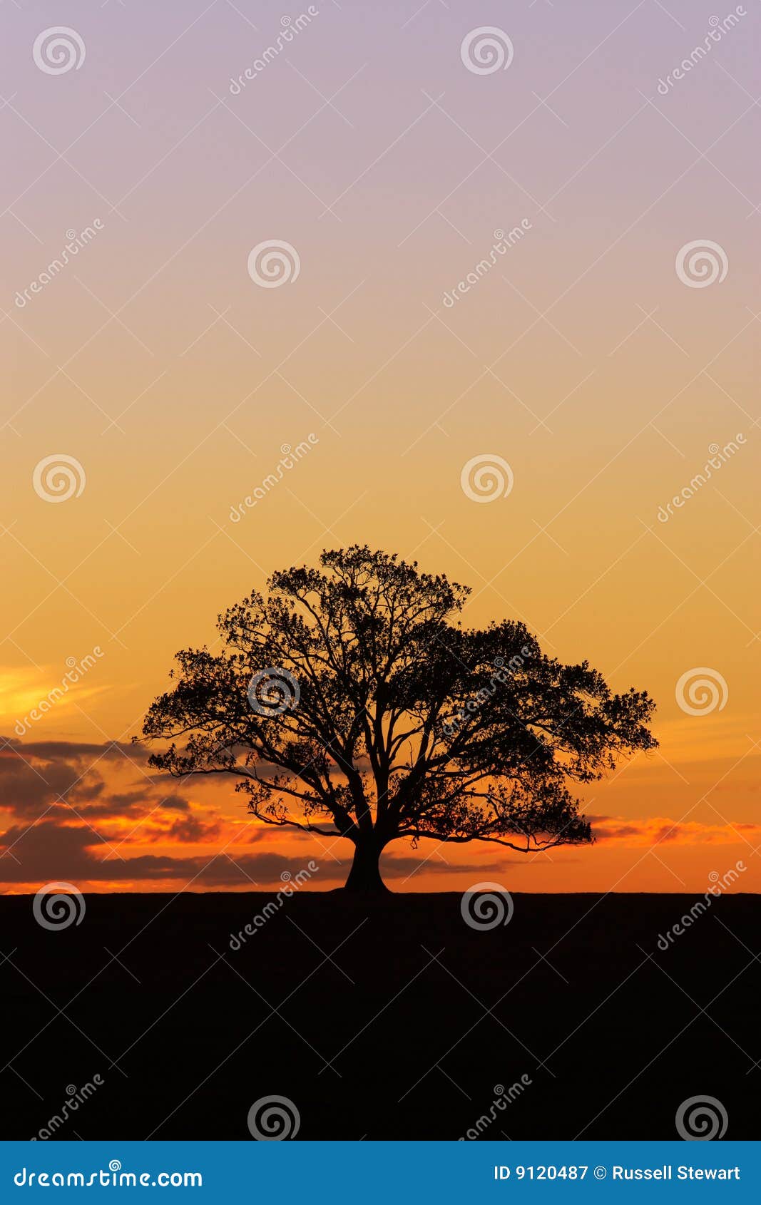 single tree stands on a hill at sunset forming a bold silhouette.