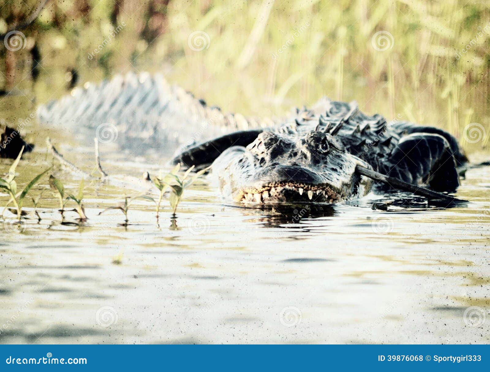 Swamp Alligator Stock Photo Image Of Florida Alligator