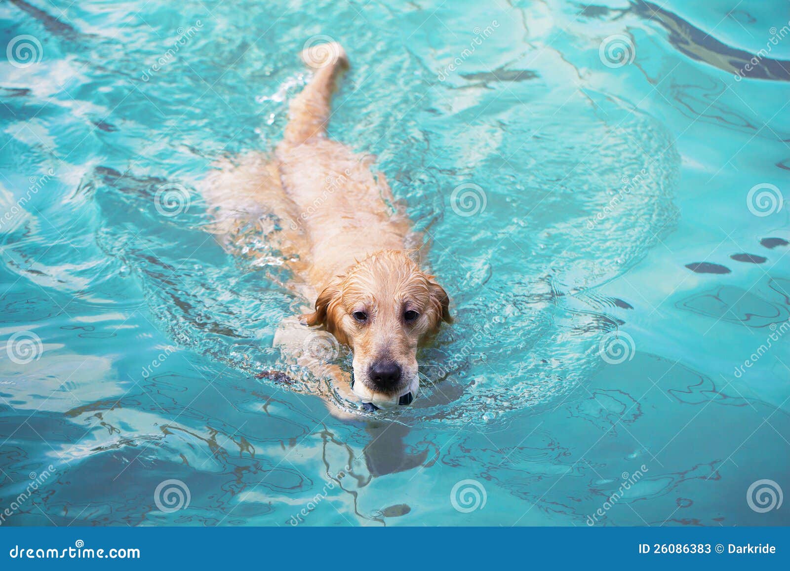 clipart dog swimming - photo #32