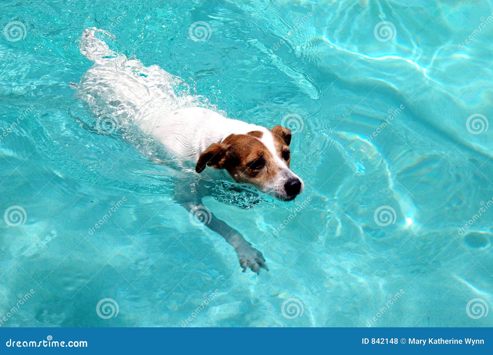 clipart dog swimming - photo #10