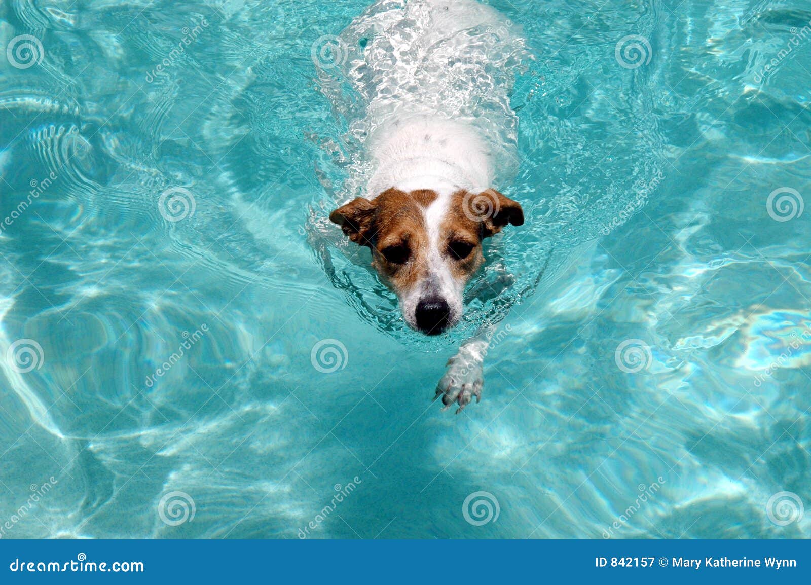 clipart dog swimming - photo #19