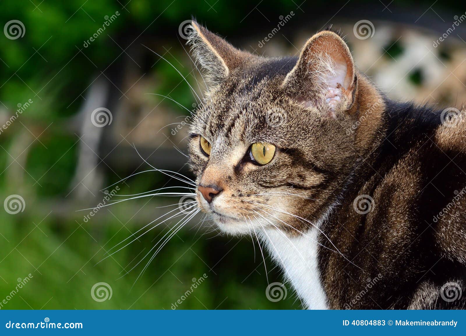 Tabby Cat Side Profile Head Portrait Stock Photo - Image: 40804883