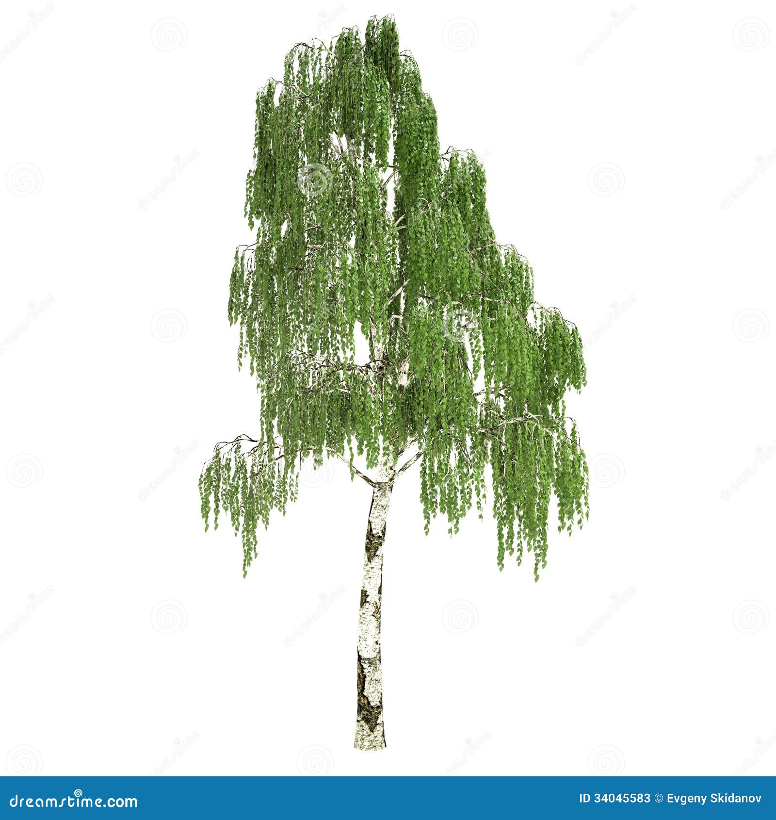 birch tree jewish single men Trees quotes quotes tagged as not like hermits who have stolen away out of some weakness, but like great, solitary men, so the tree rustles in the evening, . birch tree jewish single men Trees quotes quotes tagged as not like hermits who have stolen away out of some weakness, but like great, solitary men, so the tree rustles in the evening, .