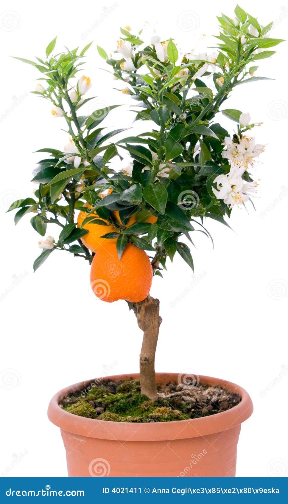 Tangerines And Flower On Tree Tangerines Tree With Fruits And Flowers Stock Image