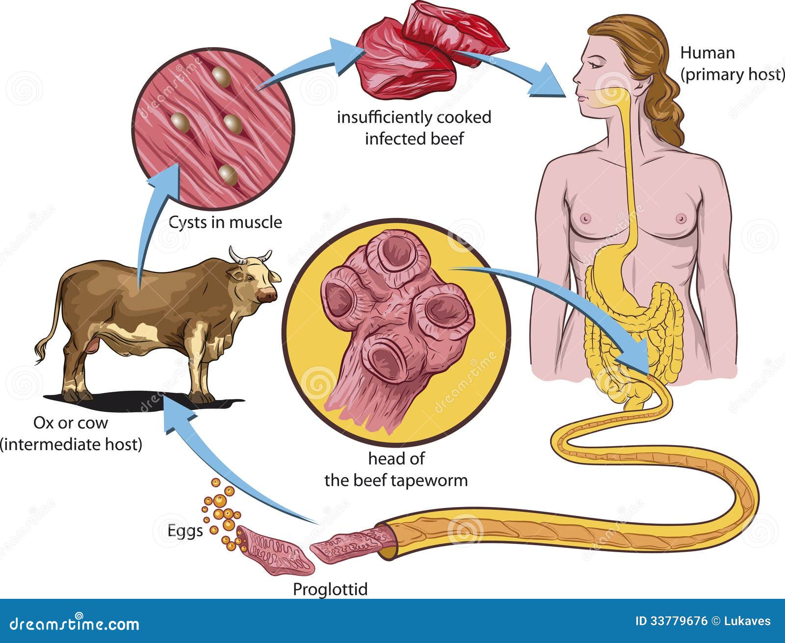 NAAFA: Tape Worms For Weightloss