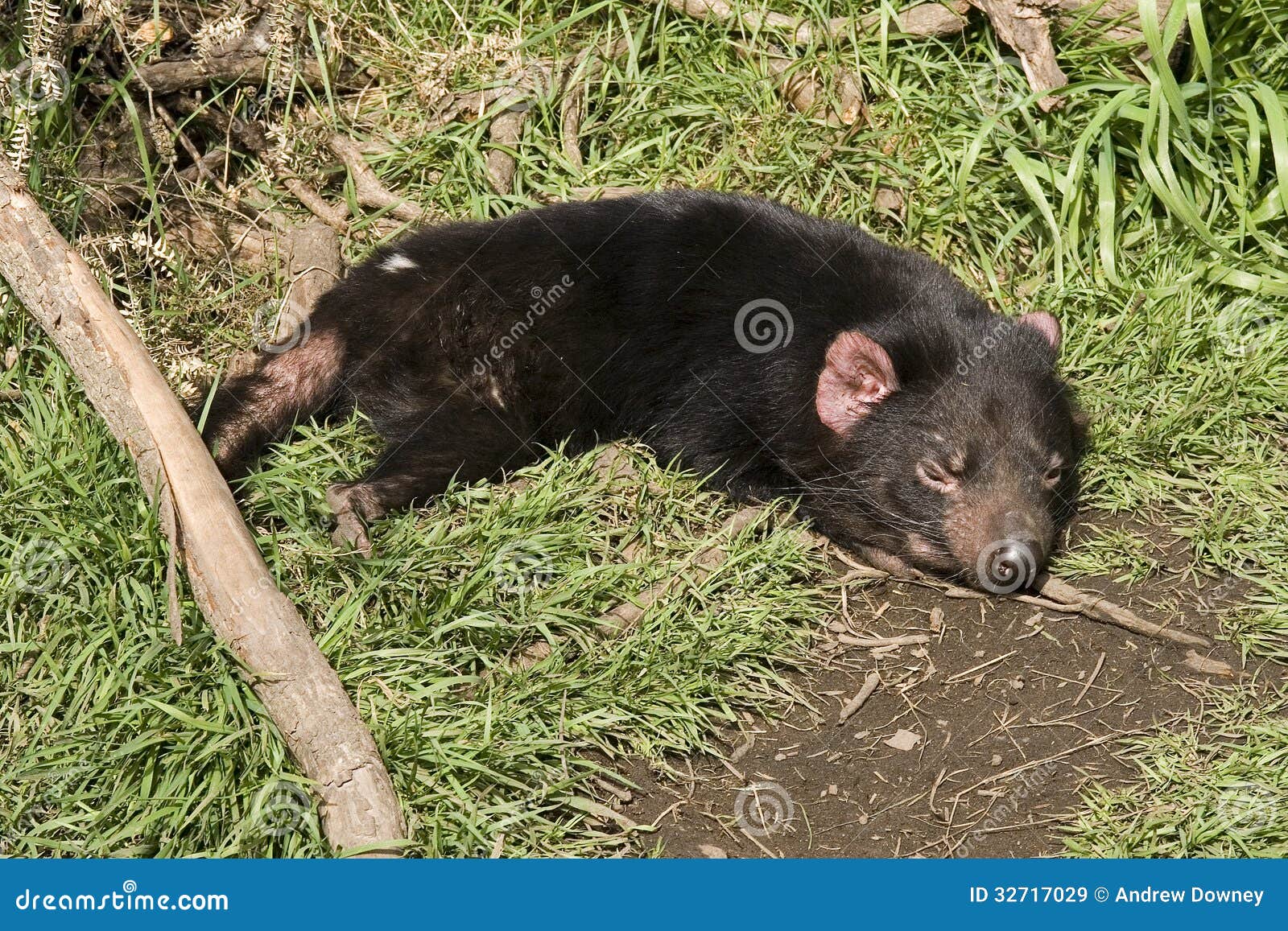 Sleeping Tasmanian Devil Royalty Free Stock Images - Image: 32717029