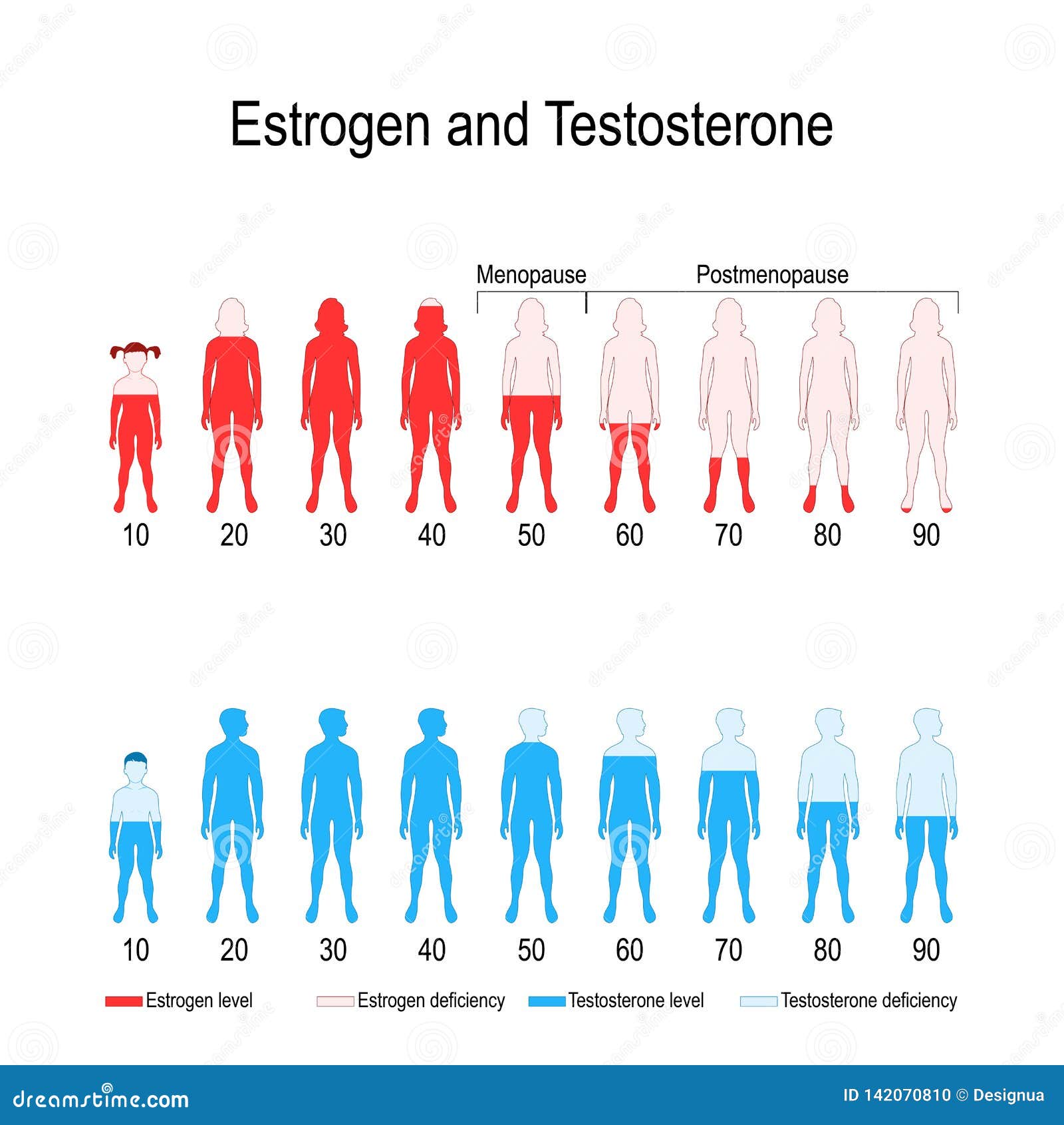 Taux Hormonaux D oestrogène Et De Testostérone Illustration de Vecteur
