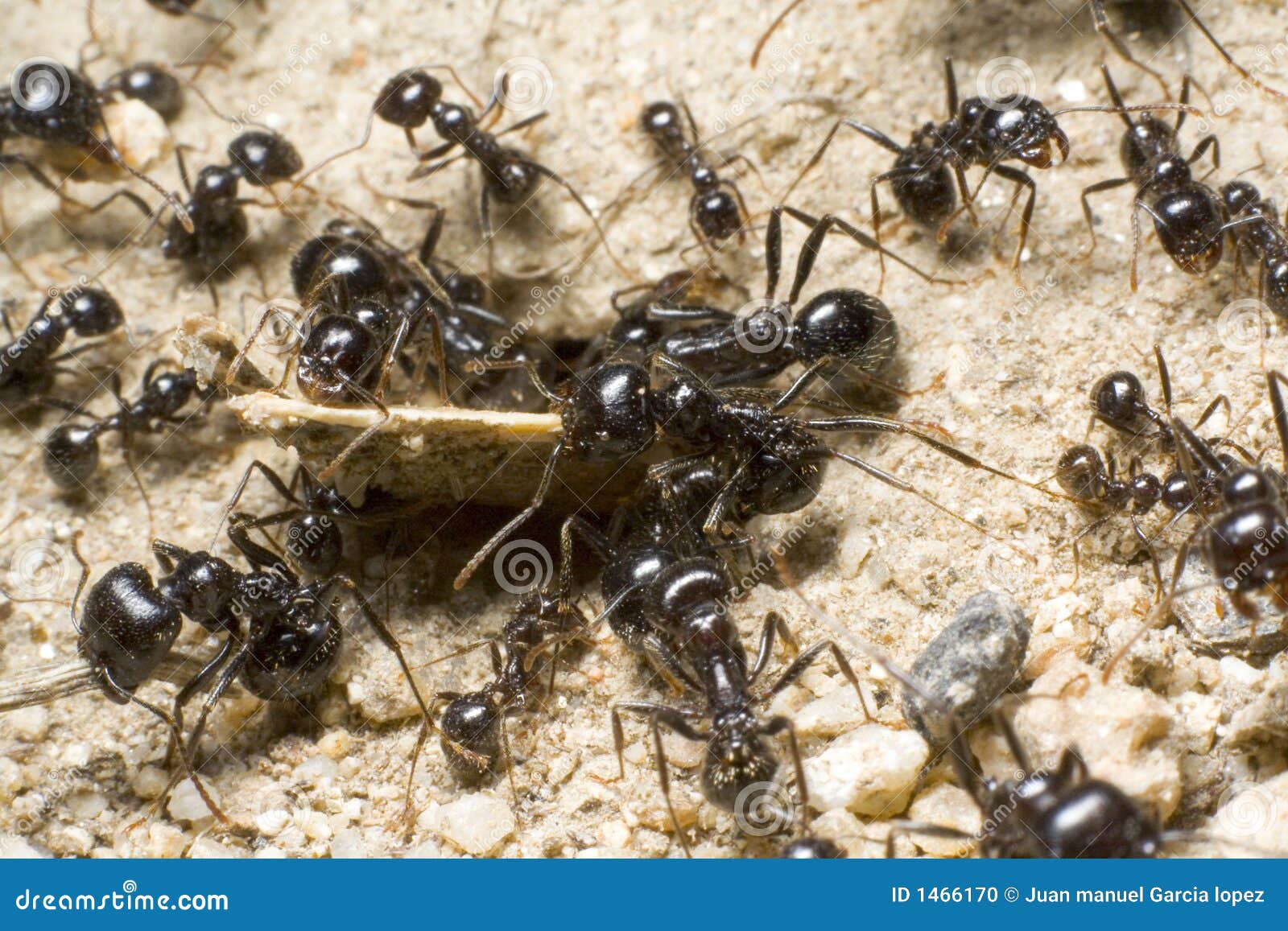 A Group Of Ants 90