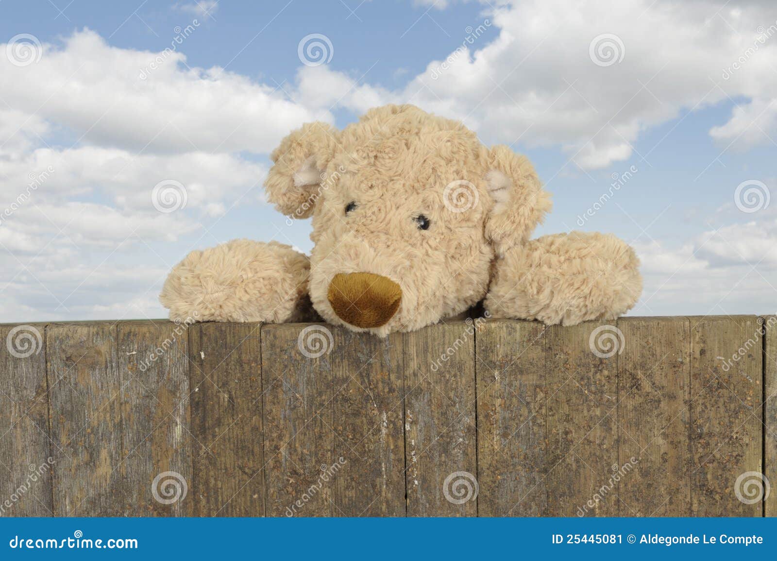 teddy looking teddy looking from above a wooden fence stock image image 25445081 teddy looking teddy looking from above a wooden fence stock image image 25445081