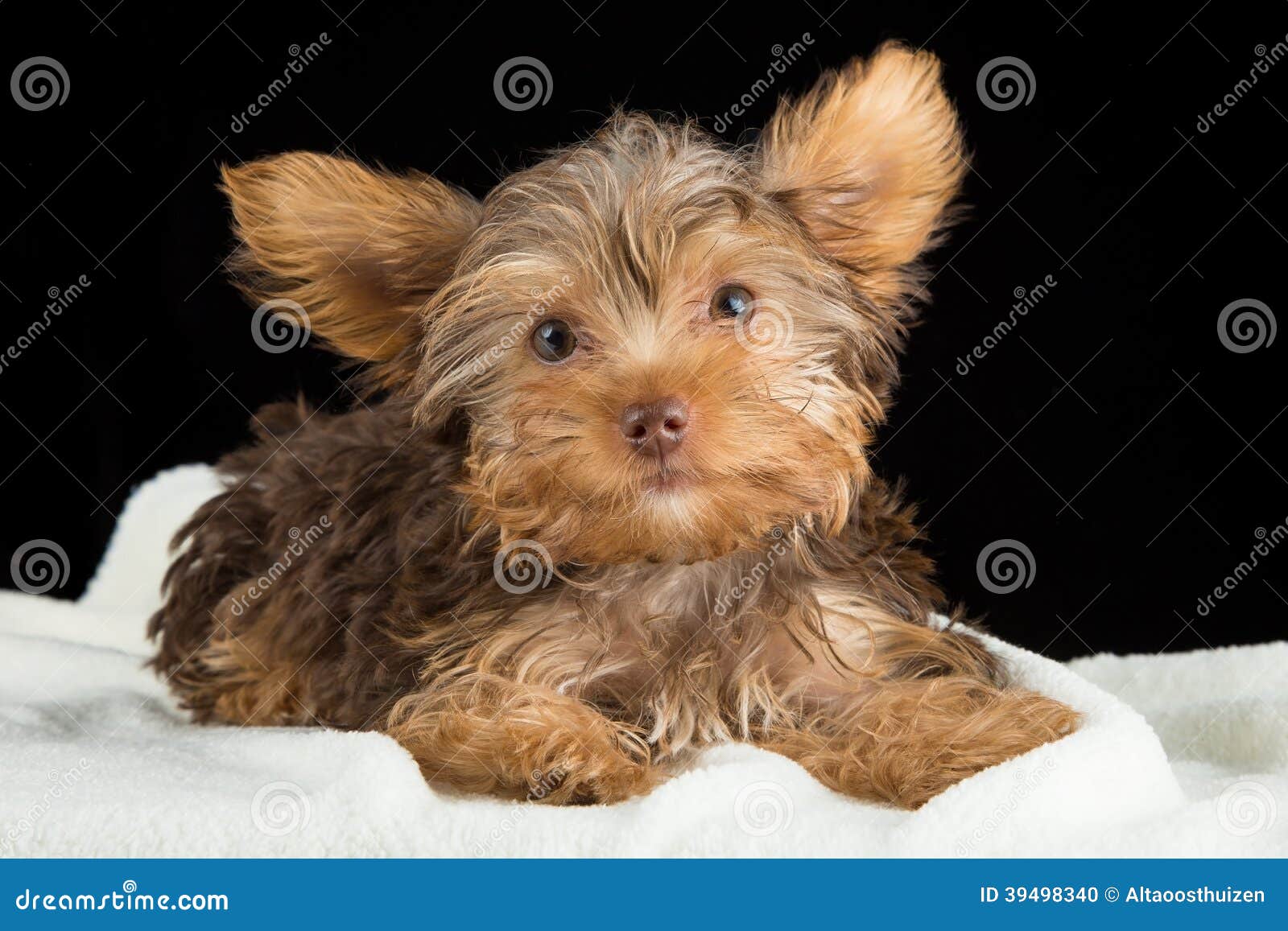 Terrier De Yorkshire Marrón Lindo En Una Cama De La Manta Terrier De Yorkshire Marrón Lindo En Una Cama De La Manta
