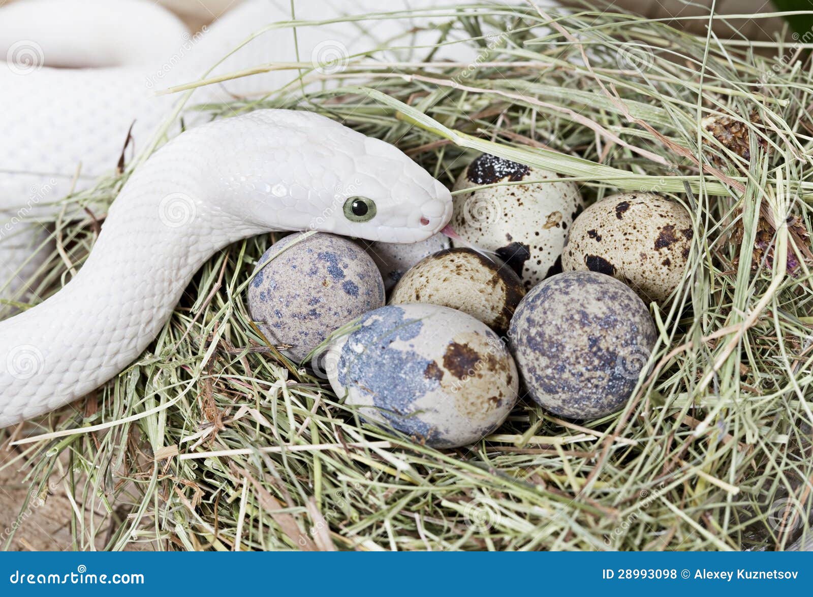 Rat snake eggs