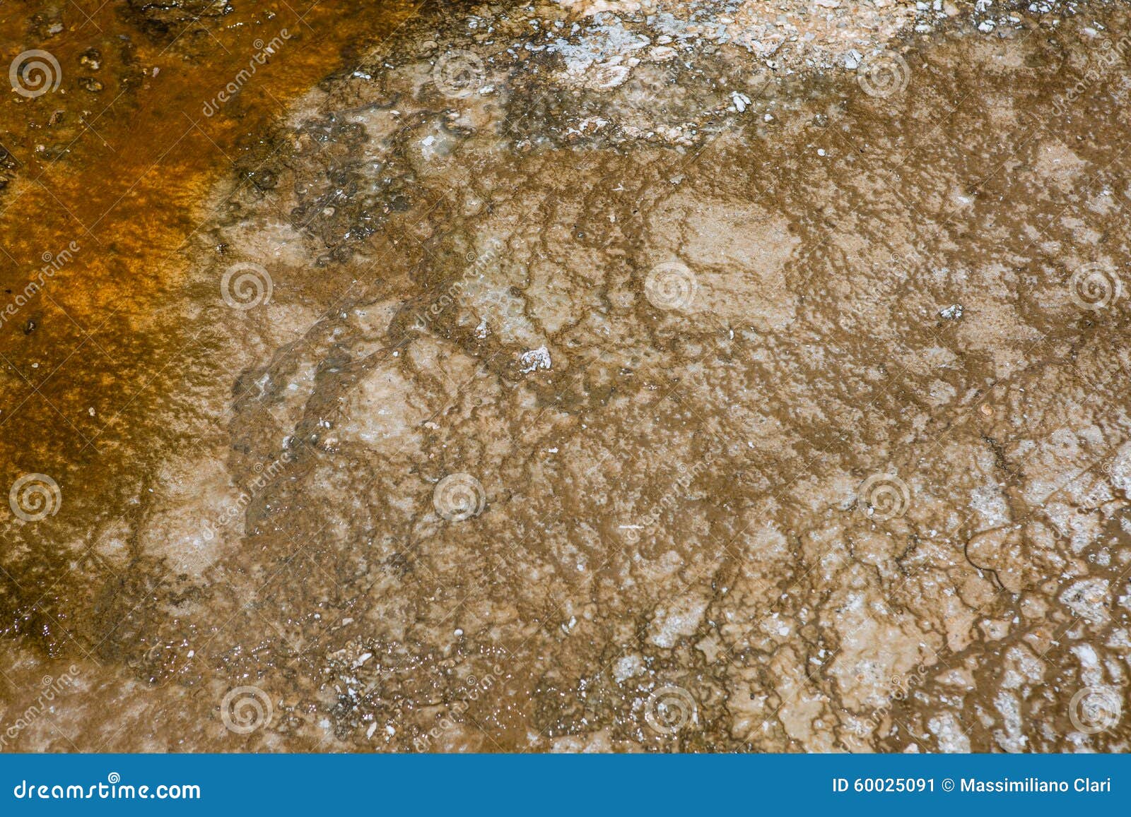 texture organic pattern background stock photo image organic background textures