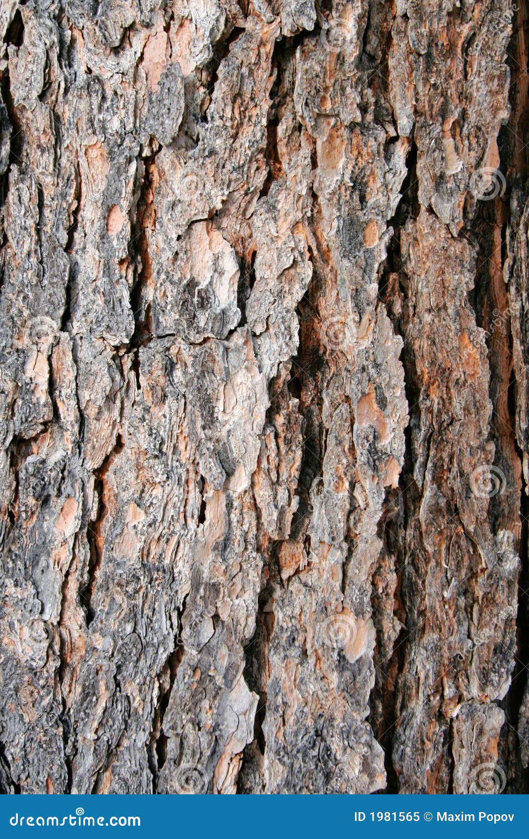 clipart tree bark - photo #24