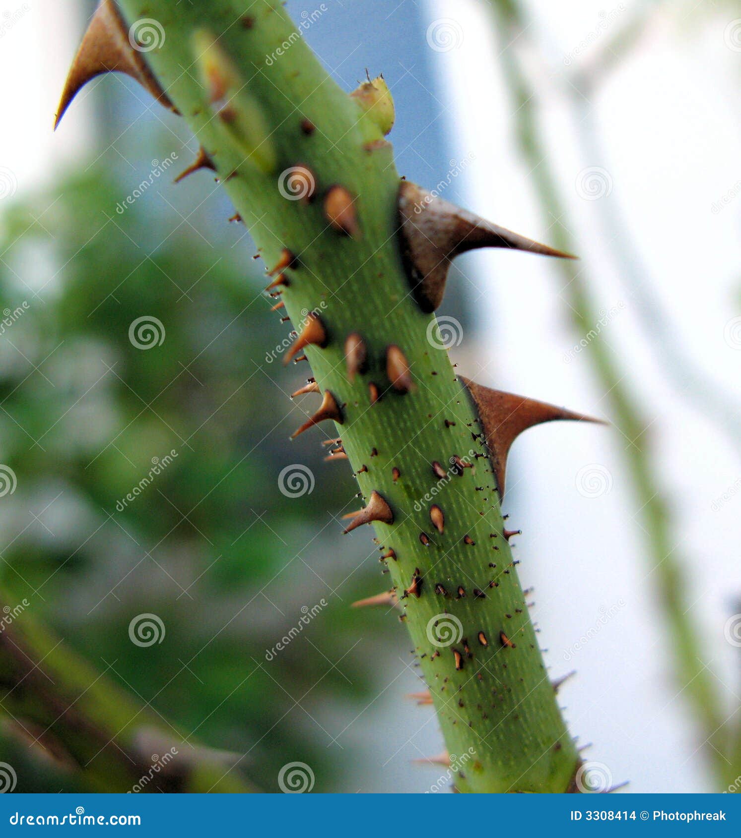 Red Rose With Stem And Thorns