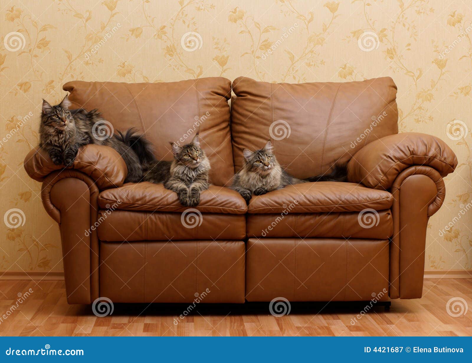 Three Cats On a Couch