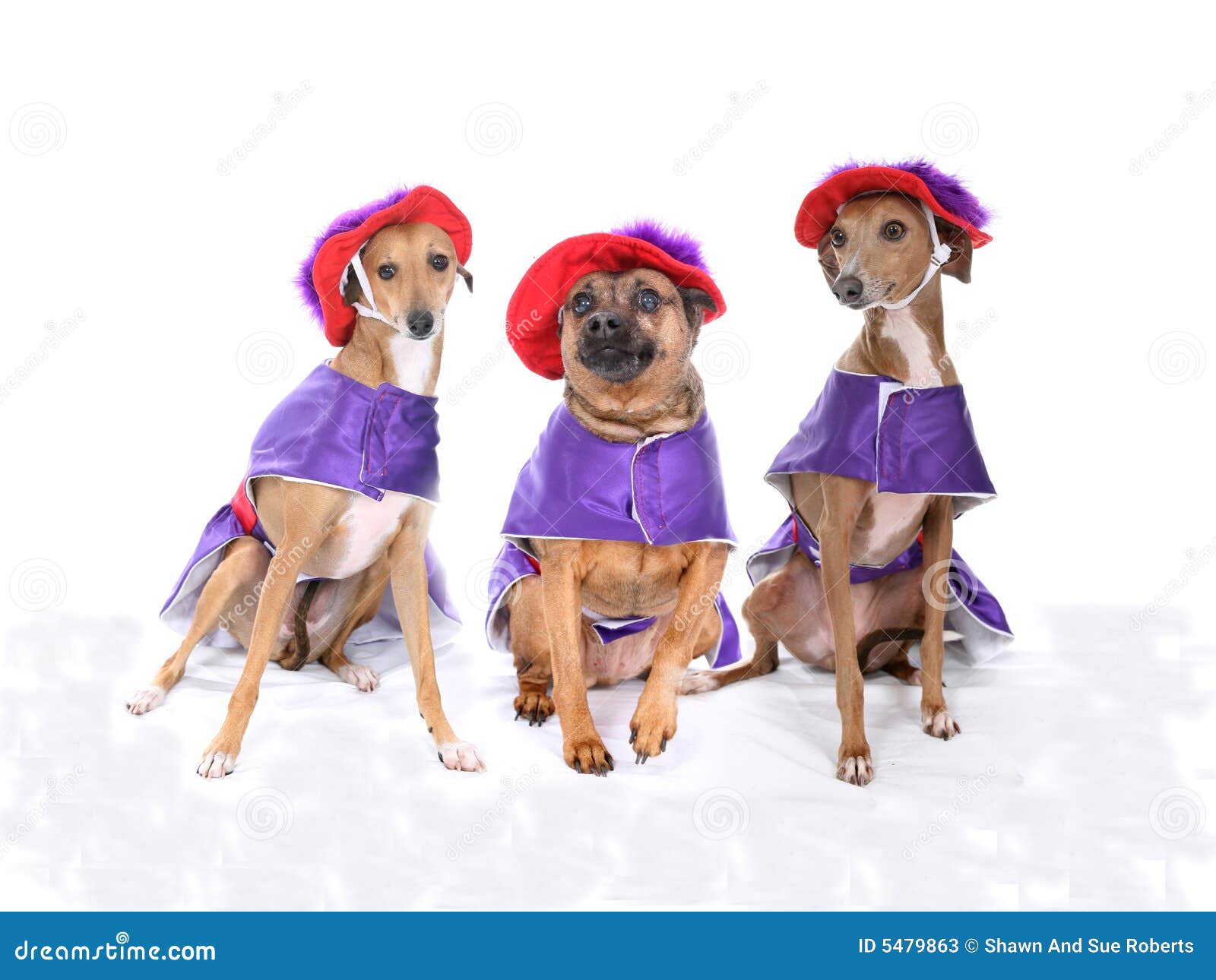 three-dogs-wearing-red-purple-costumes-5479863.jpg