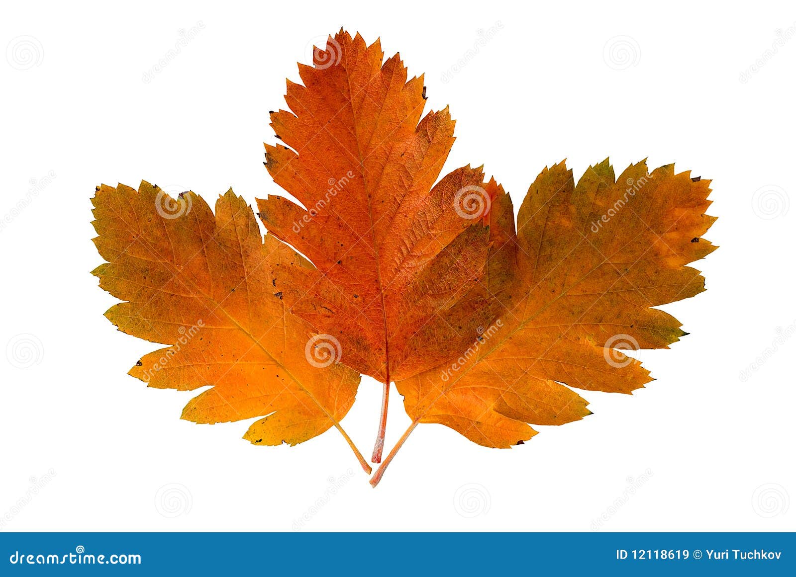 Three Leaf Of A Rowantree Royalty Free Stock Images Image 12118619