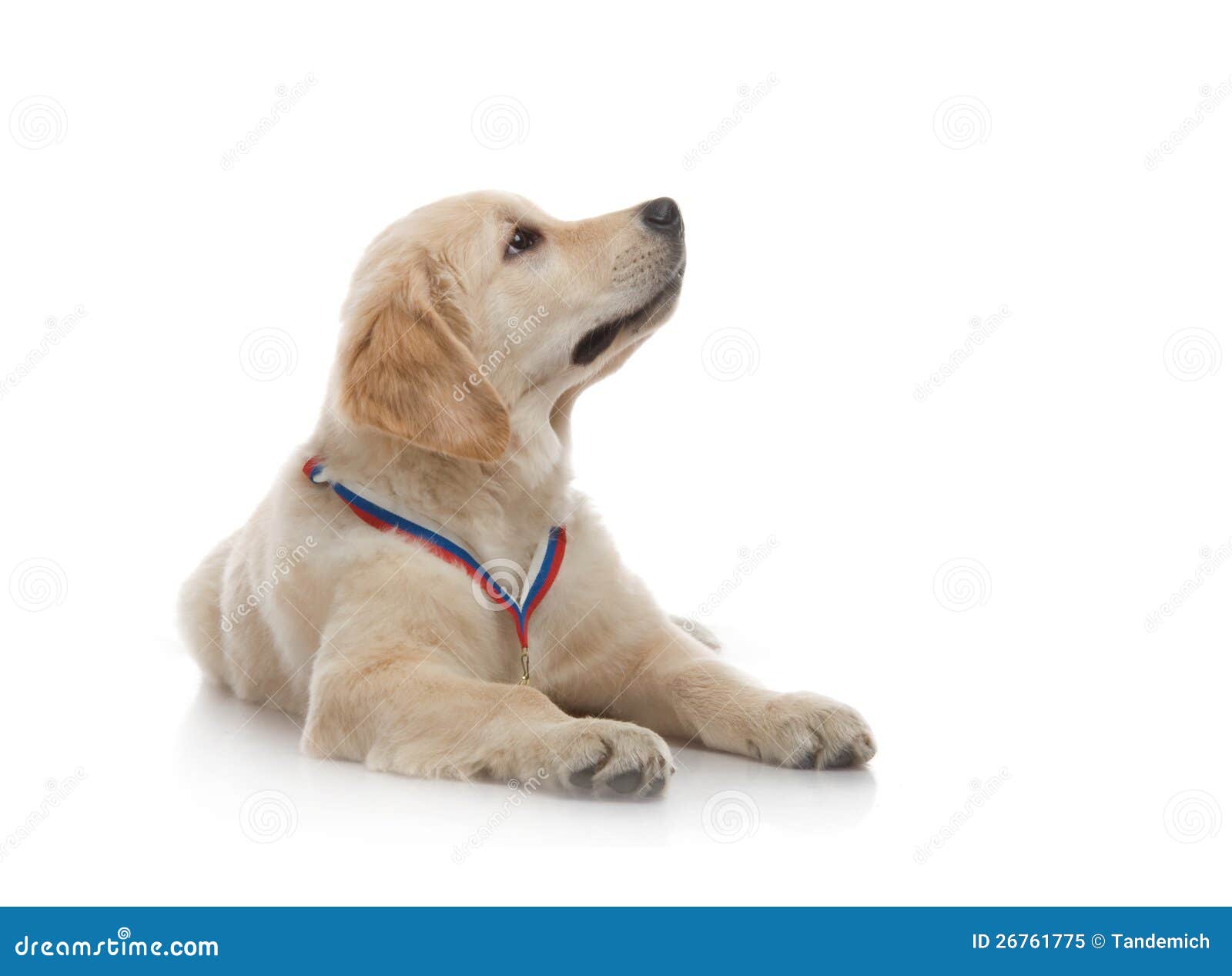 3 months golden retriever three month puppy golden retriever royalty free stock photo image 26761775 3 months golden retriever three month puppy golden retriever royalty free stock photo image 26761775