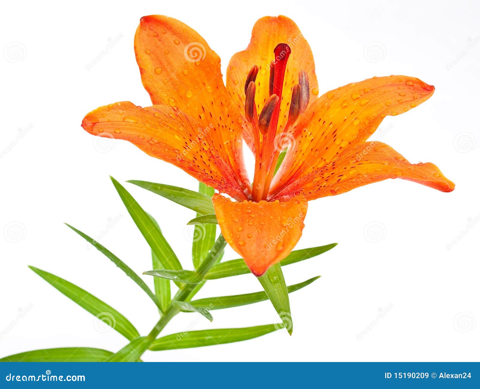 tiger lily clipart - photo #26