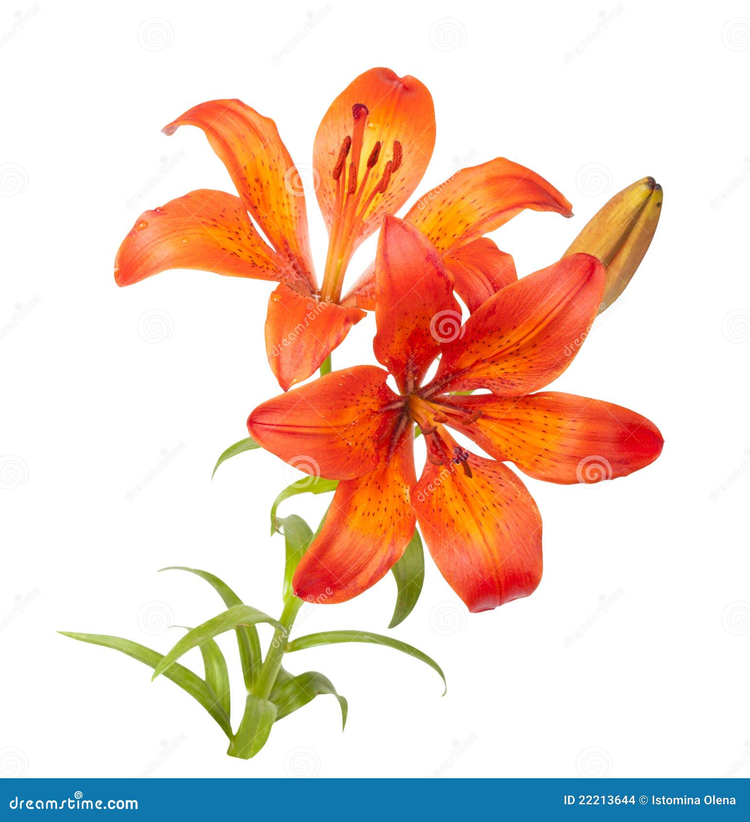 tiger lily clipart - photo #5