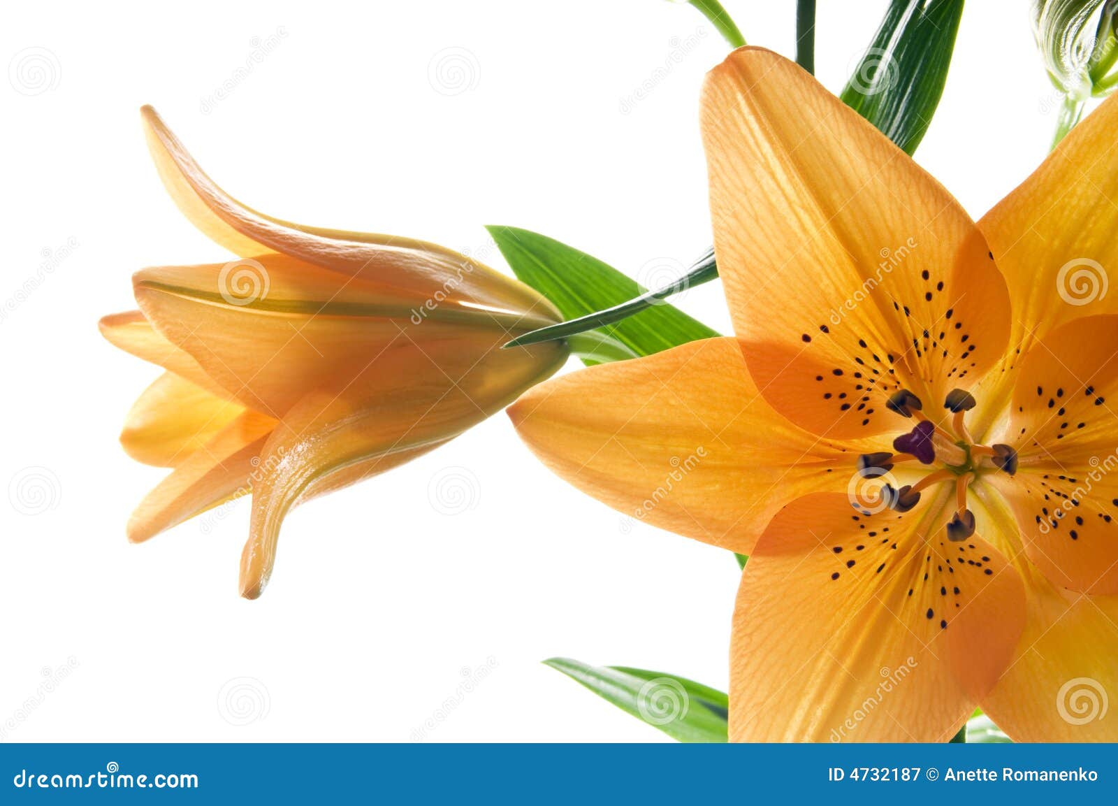tiger lily clipart - photo #39