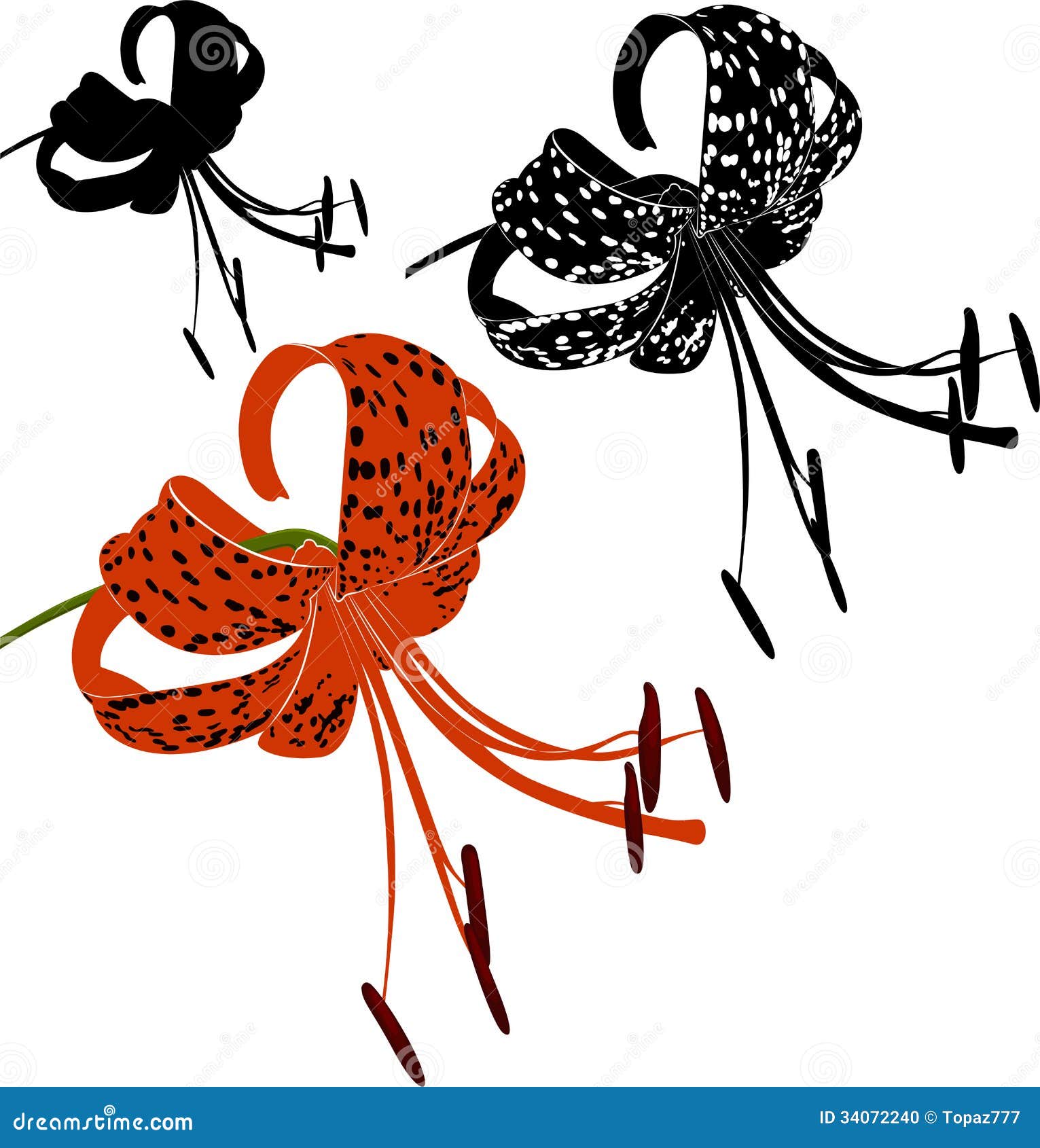 tiger lily clipart - photo #23