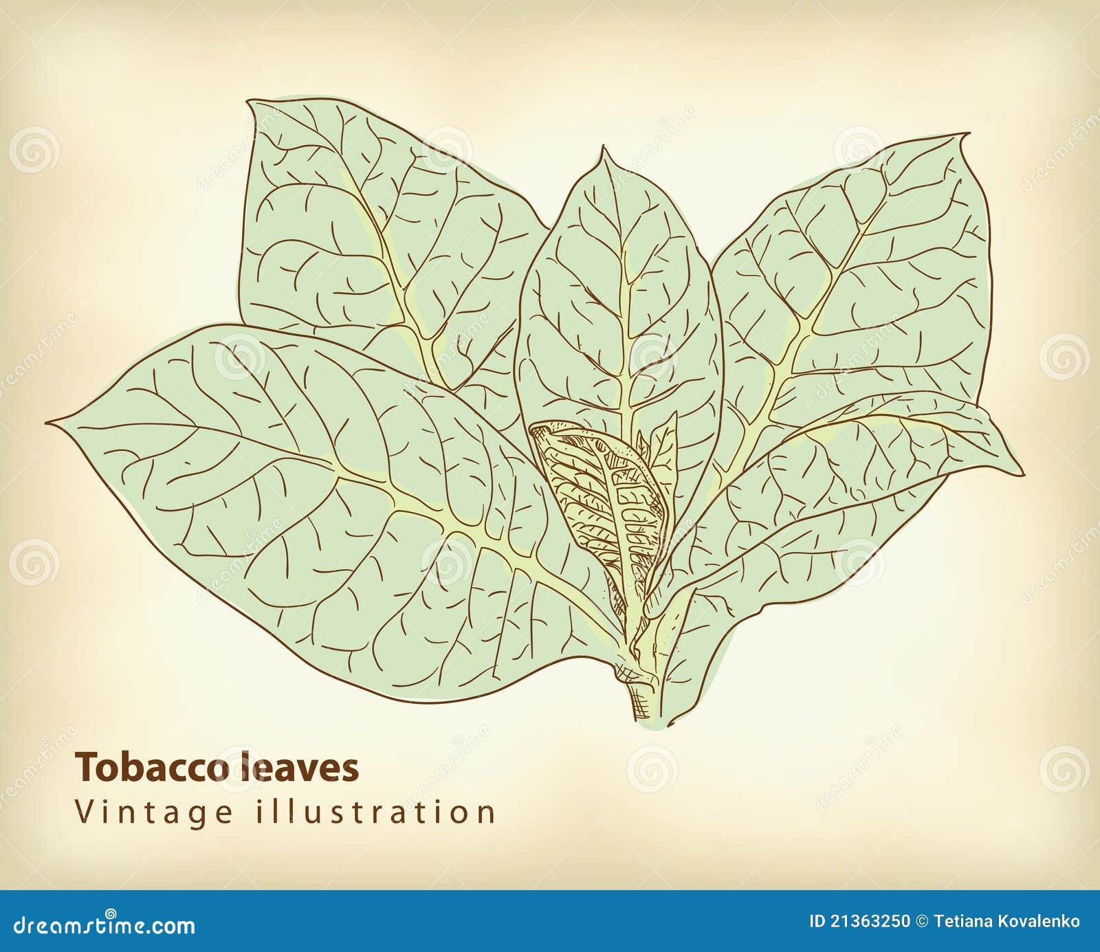 clip art tobacco leaf - photo #48