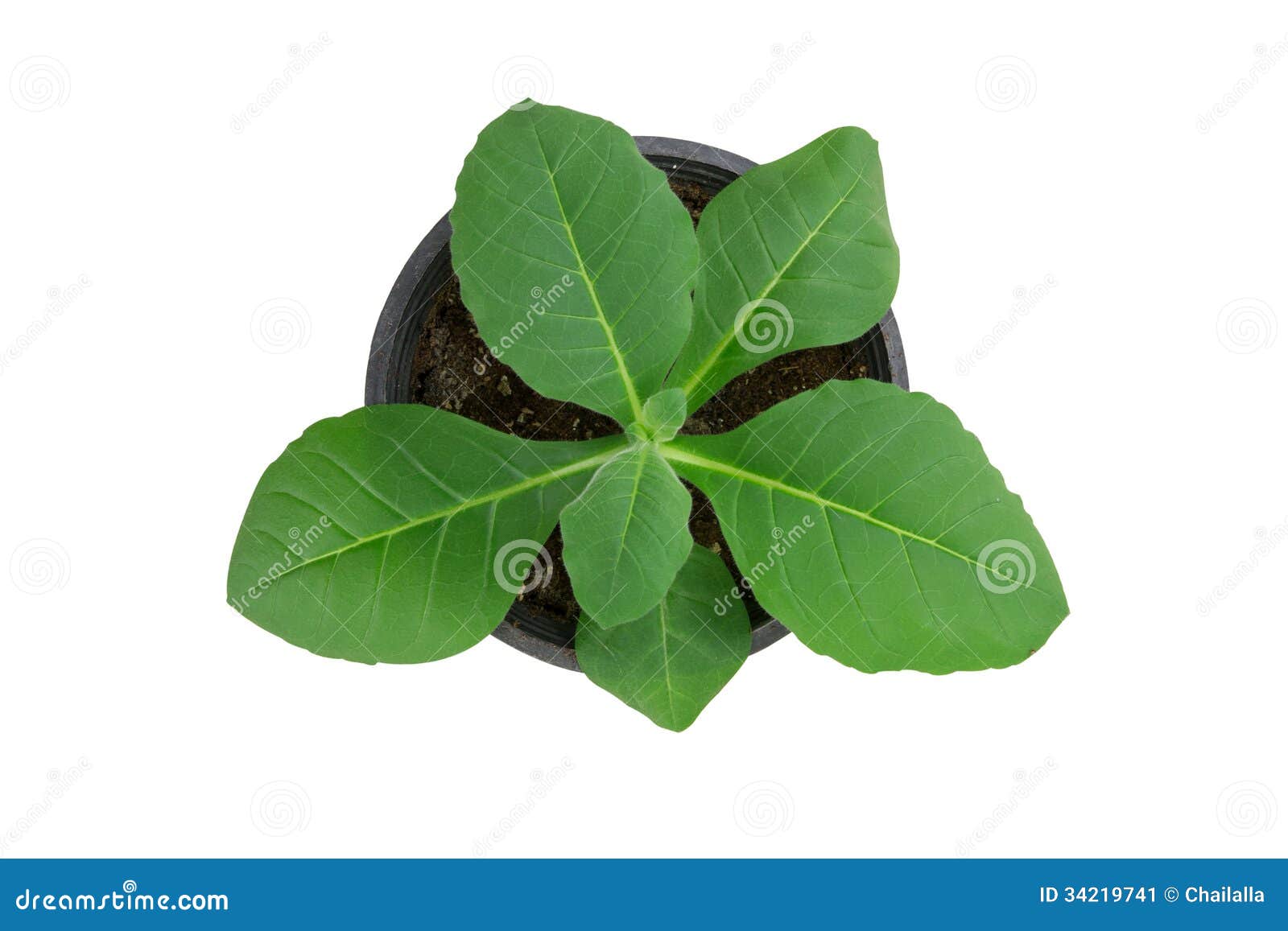 clip art tobacco leaf - photo #45