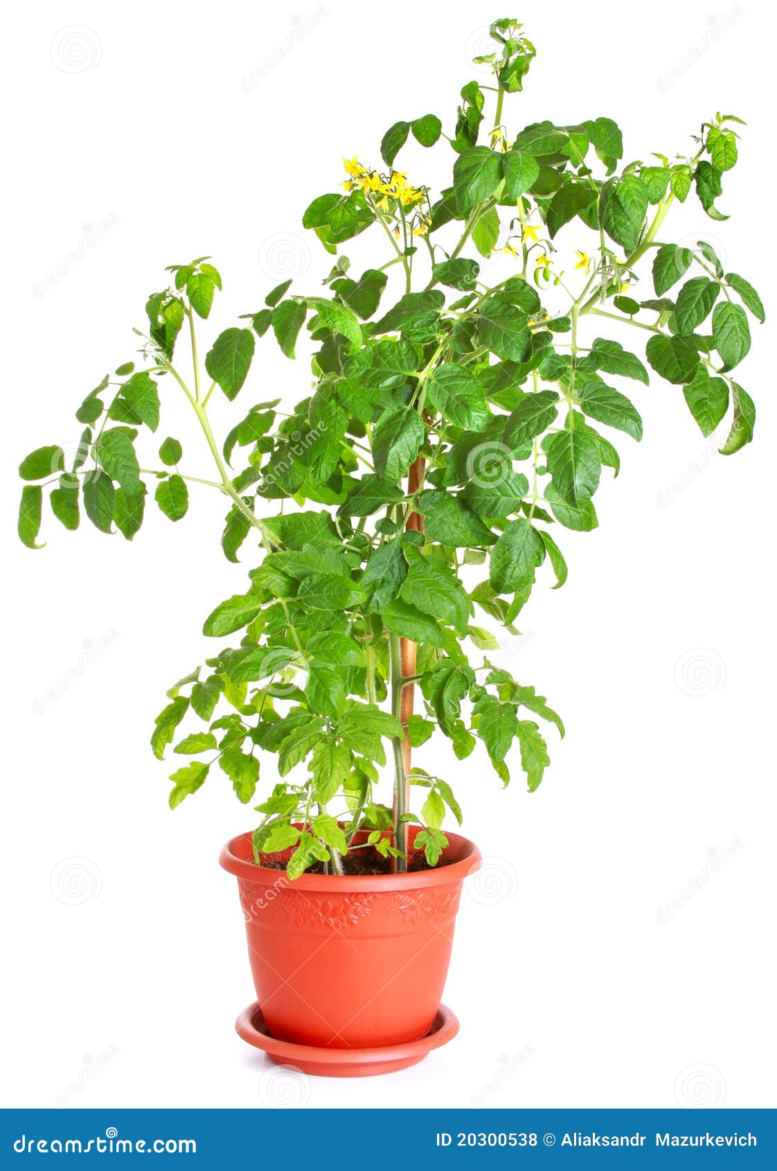 Tomato Plant Growing In A Flower Pot Royalty Free Stock Photos  Image 