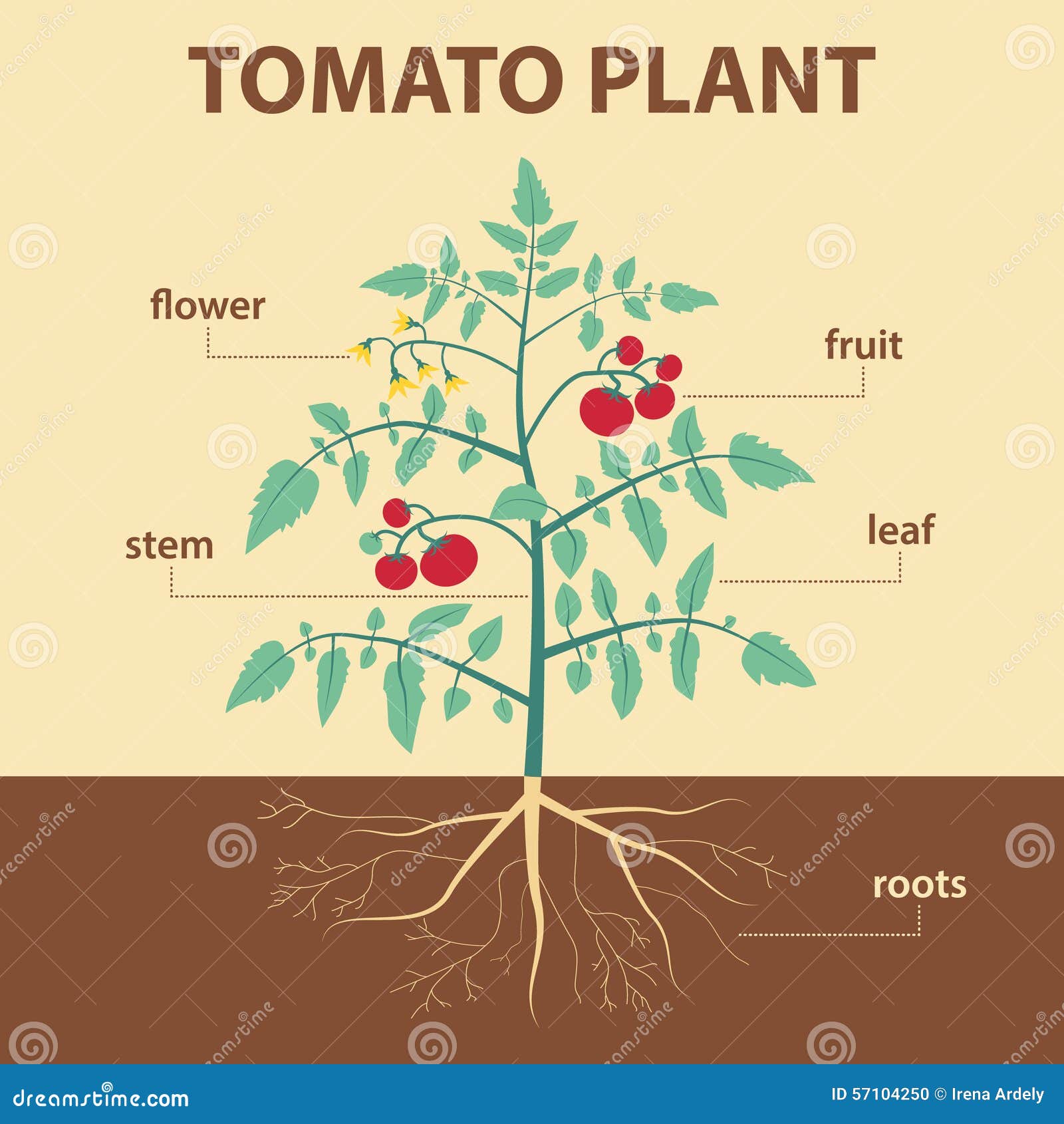 Tomato Plant Stock Vector - Image: 57104250