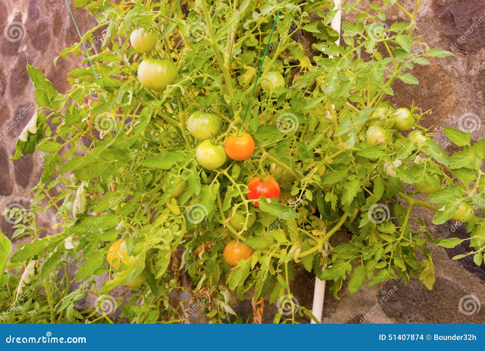 Tomatoes Growing At An Aquaponics Project In The Caribbean Stock Photo ...