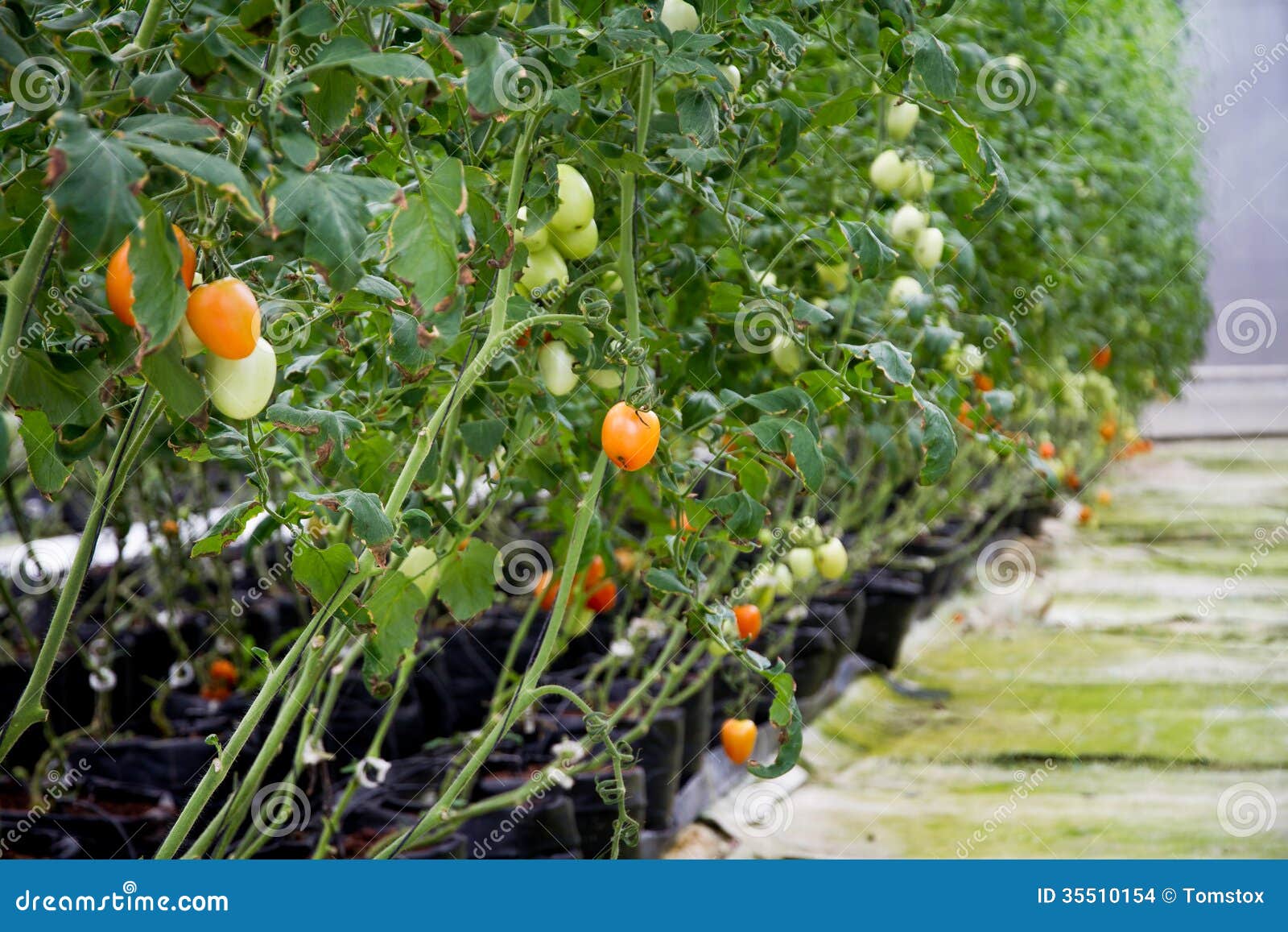 Tomatoes growing in a Commercial greenhouse using a hydroponics system ...