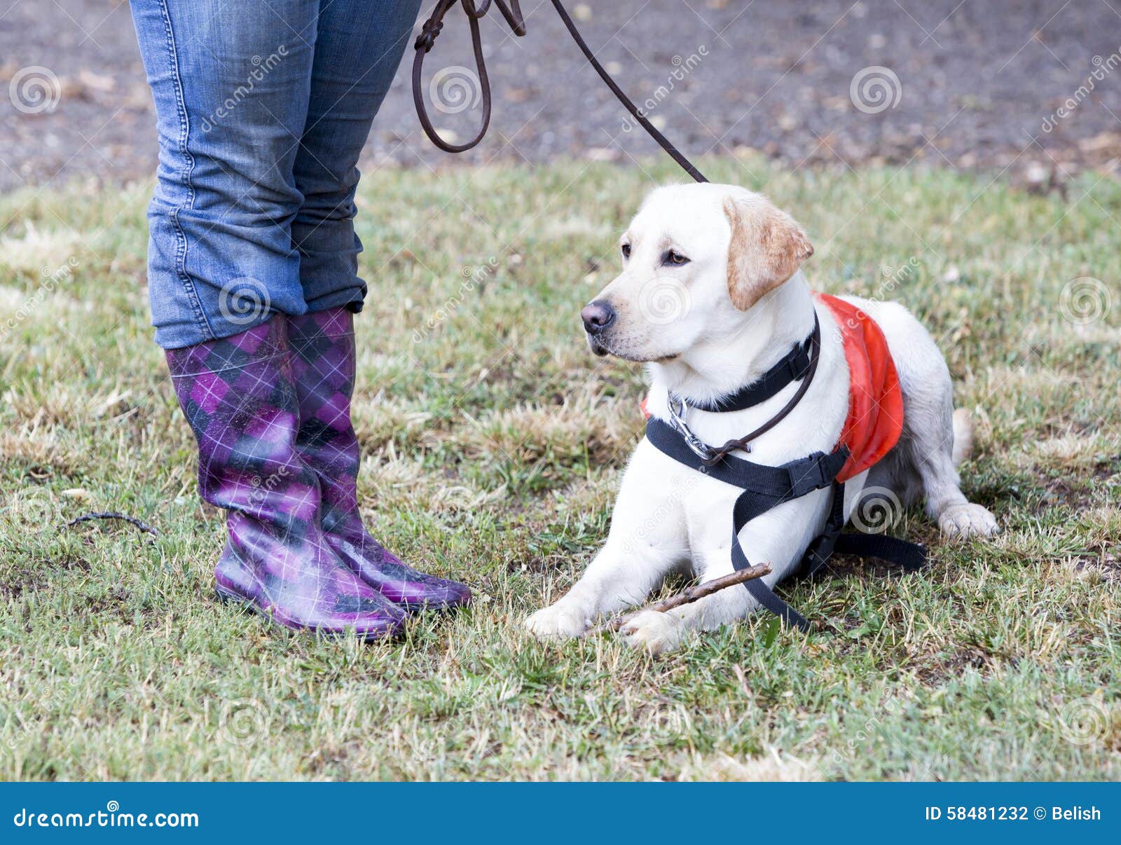 golden retriever guide dogs trainer and labrador retriever guide stock photo image 58481232 golden retriever guide dogs trainer and labrador retriever guide stock photo image 58481232