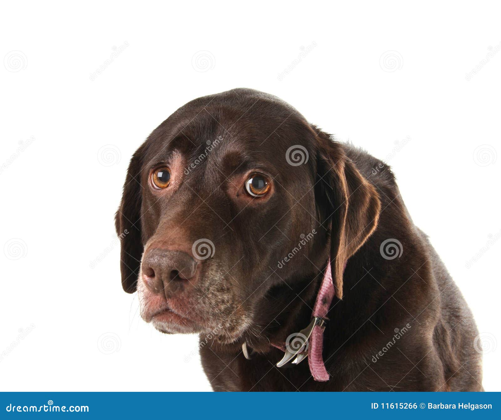 Trauriger Hund Lizenzfreies Stockbild Bild 11615266