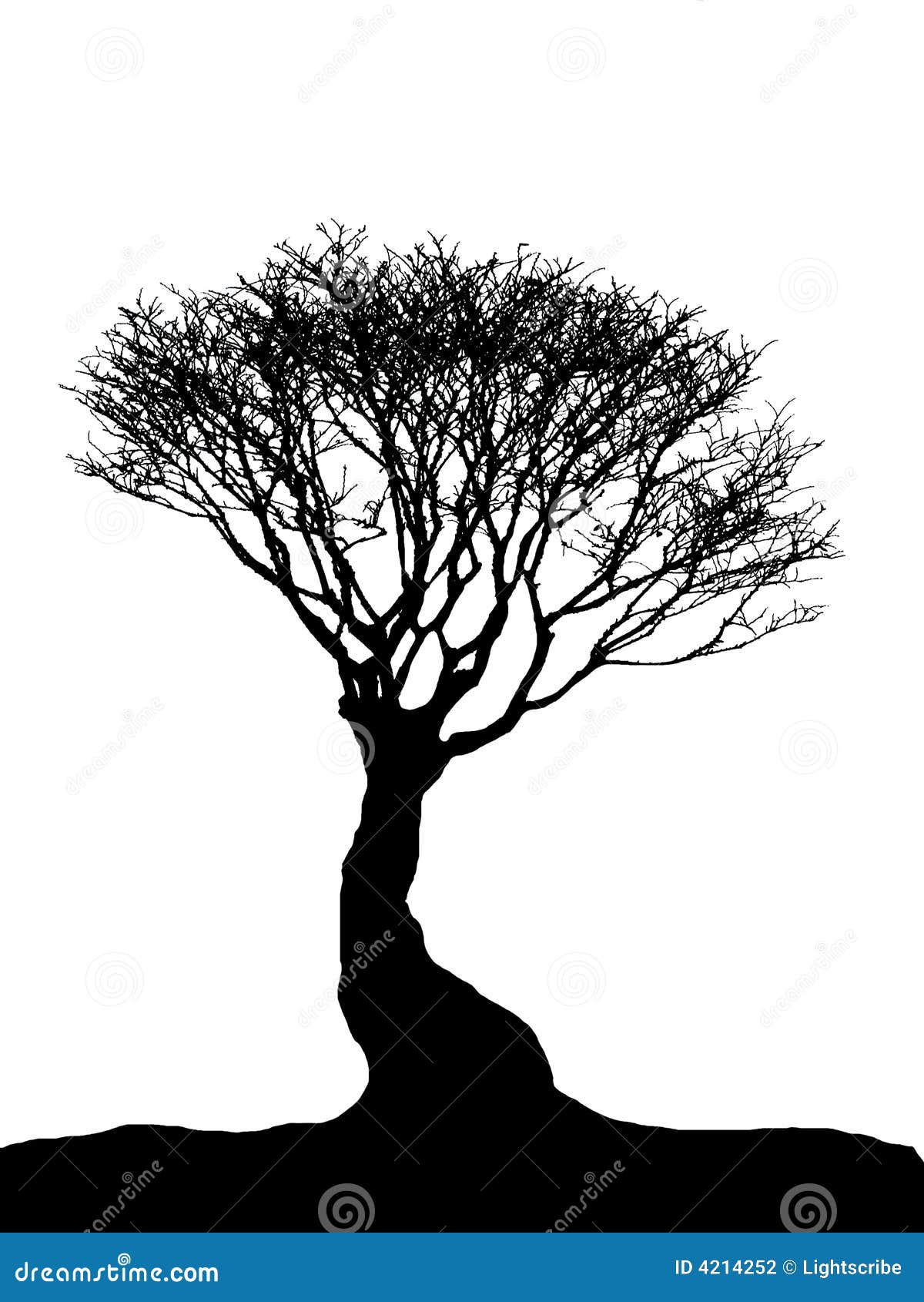 clip art cypress tree - photo #48