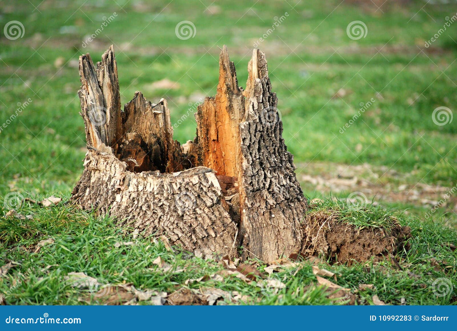 Tree Stump Stock Photos Image 10992283