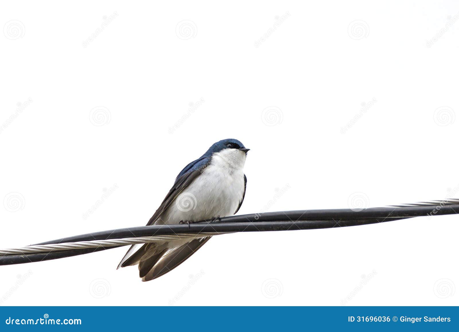 Tree Swallow Bird Nest Plans