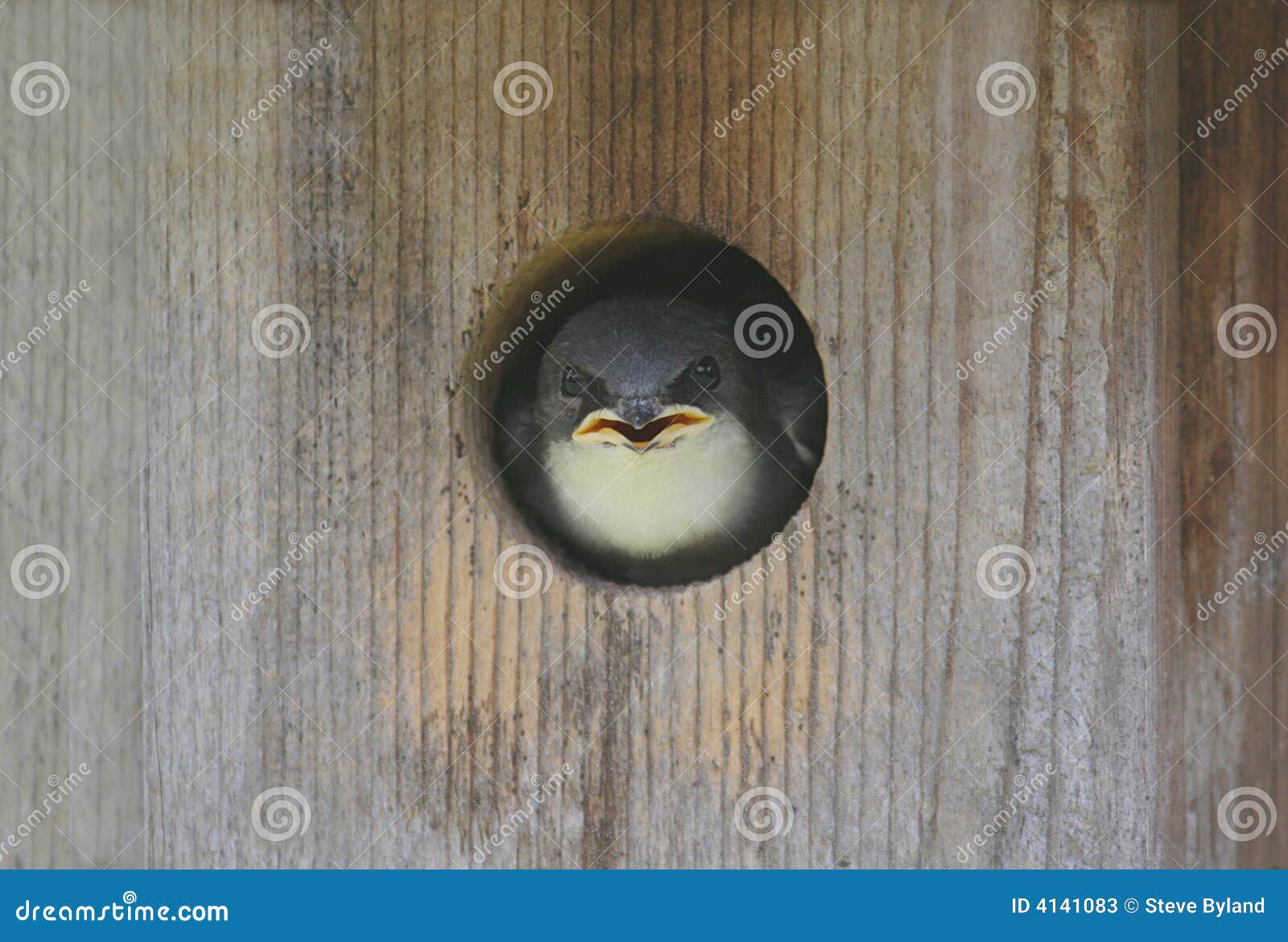 Baby Tree Swallow (tachycineta bicolor) in a bird house.