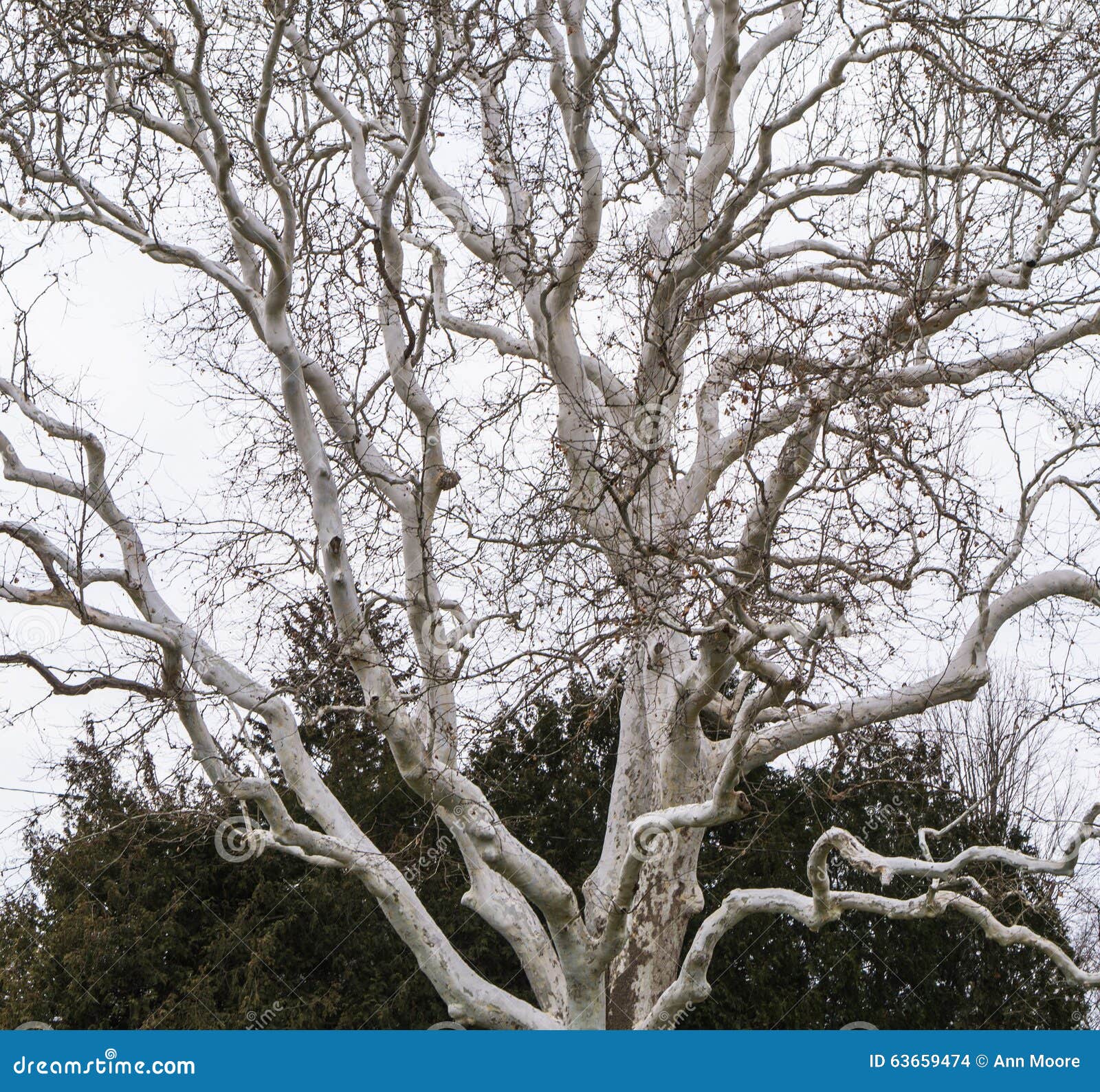 Tree With White Bark Stock Photo - Image: 63659474
