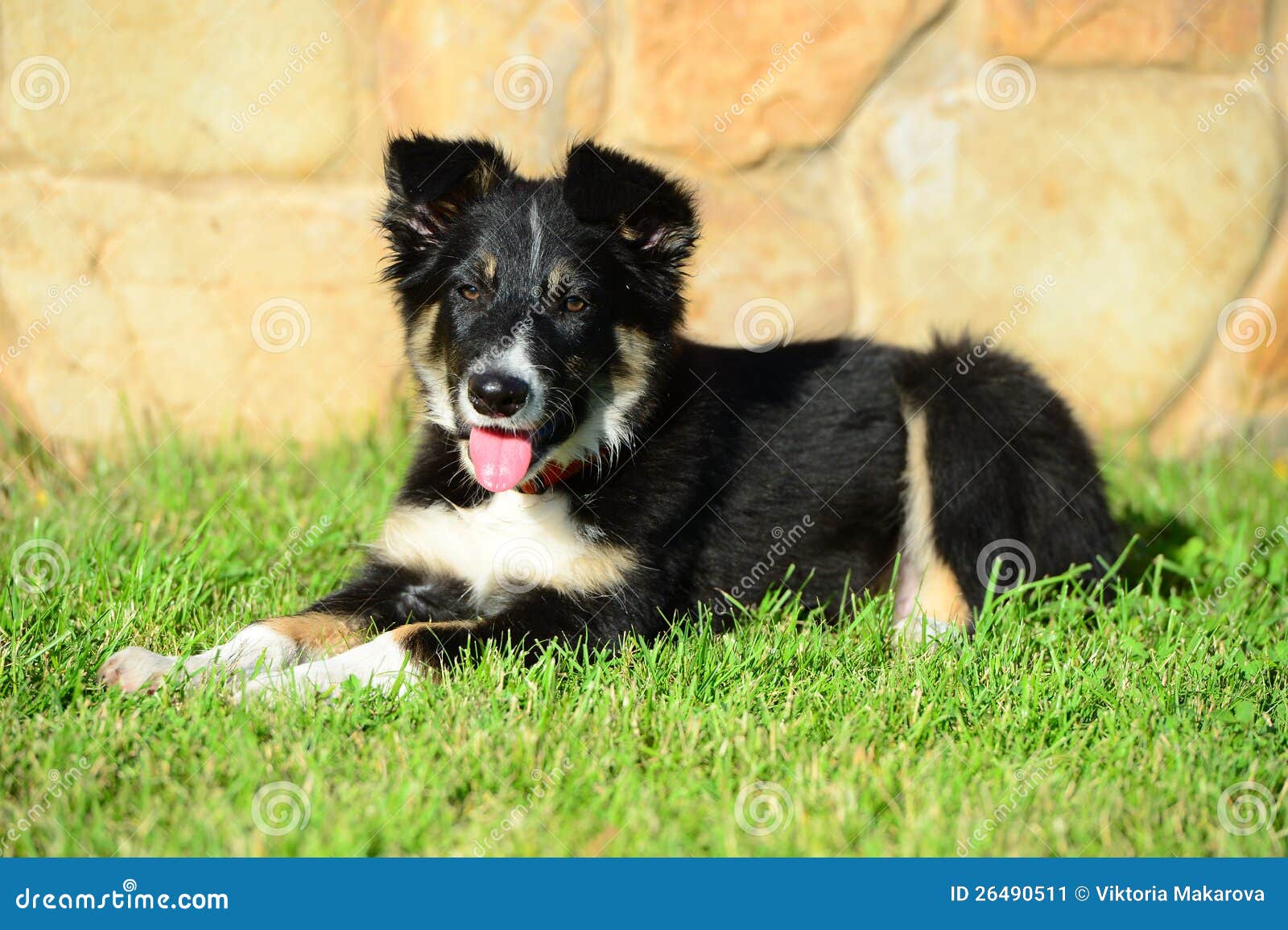 Tricolor Border Collie Puppy Dog Laid Down Stock Image - Image 